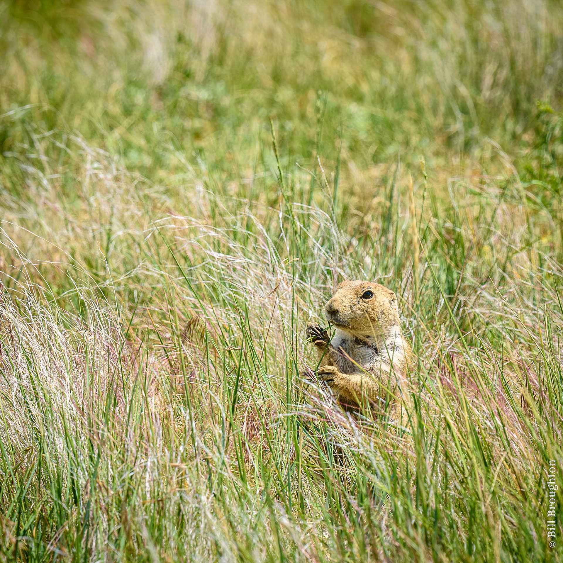 Prairie Dog at Devil's Tower National Monument, WY