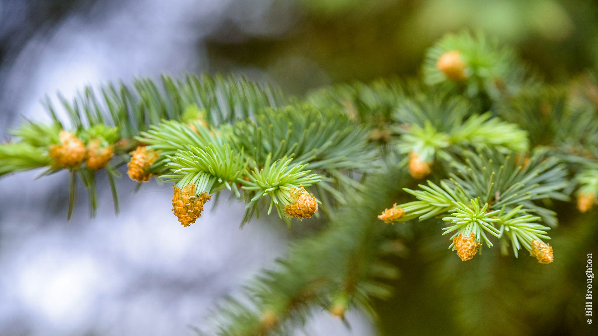 Blue Spruce