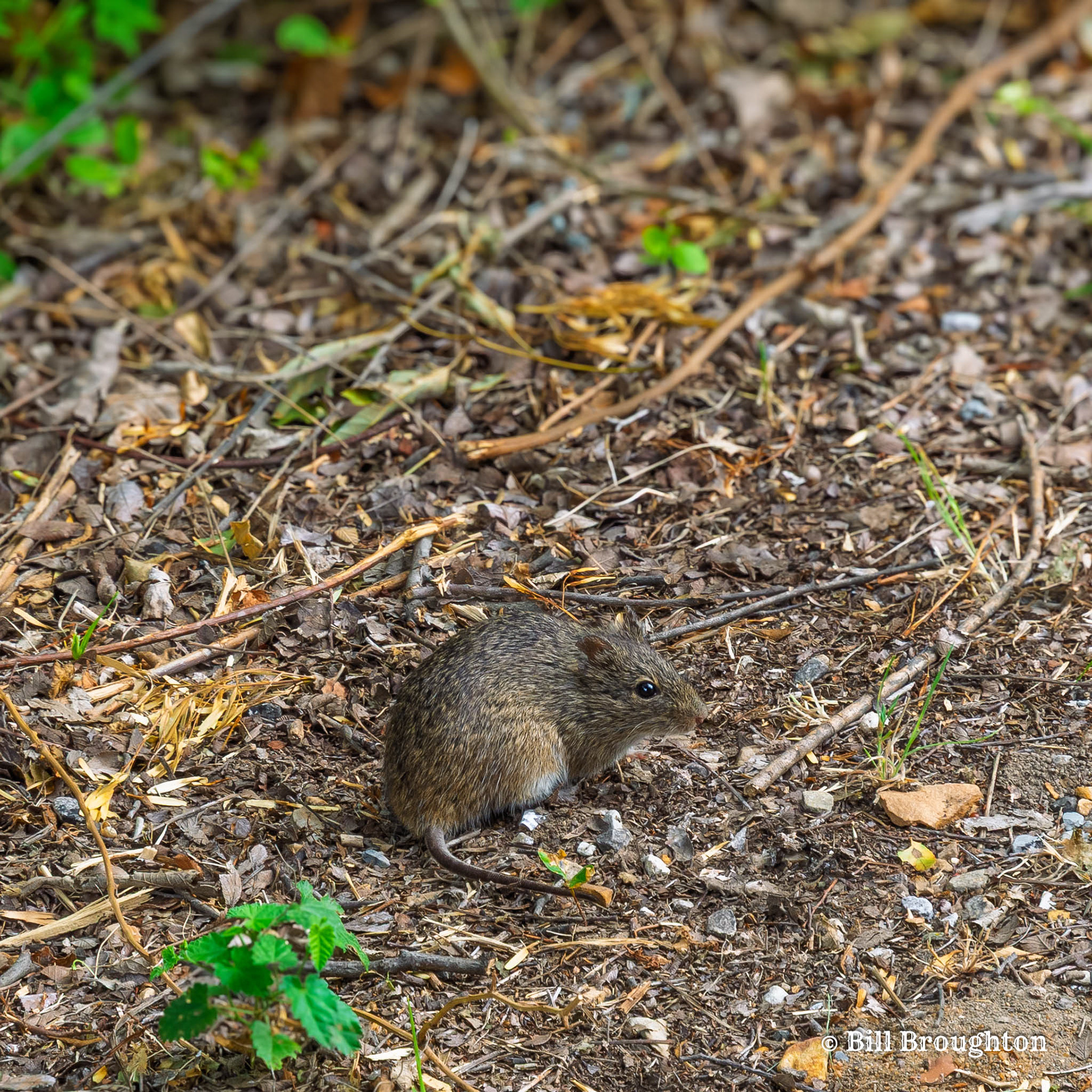 Foraging Deer Mouse