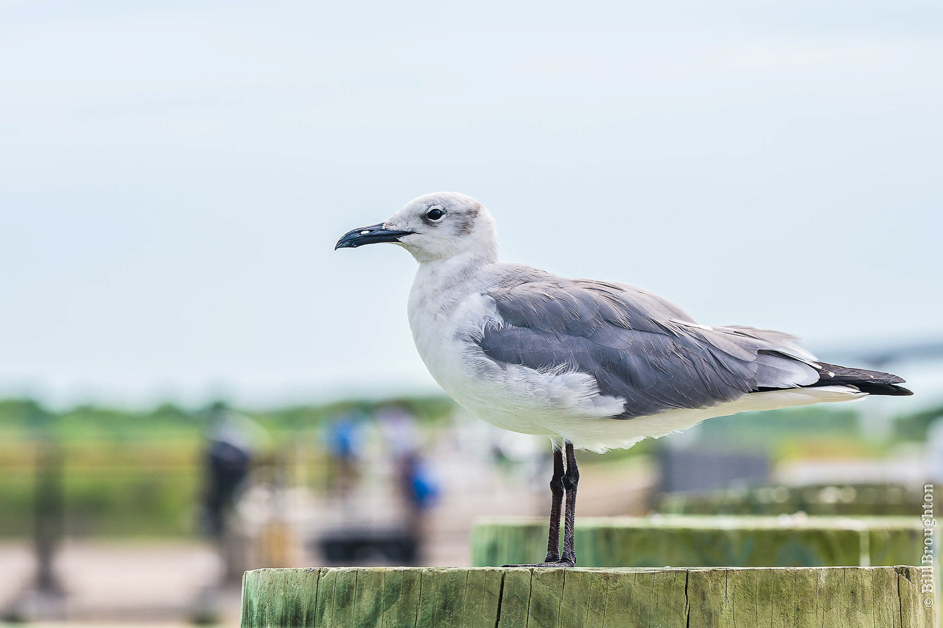 Sea Gull, Port O'Connor, Texas