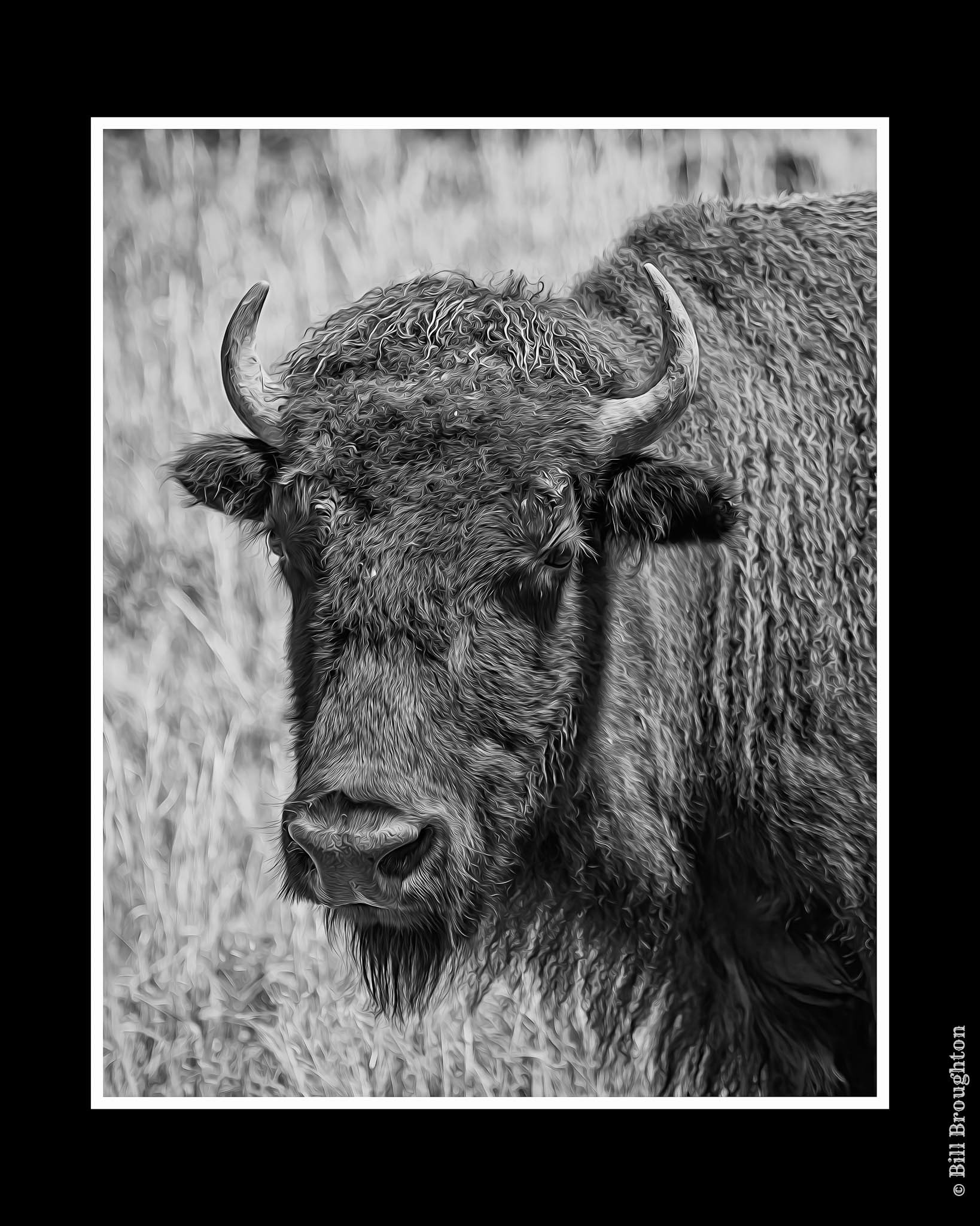 American Bison