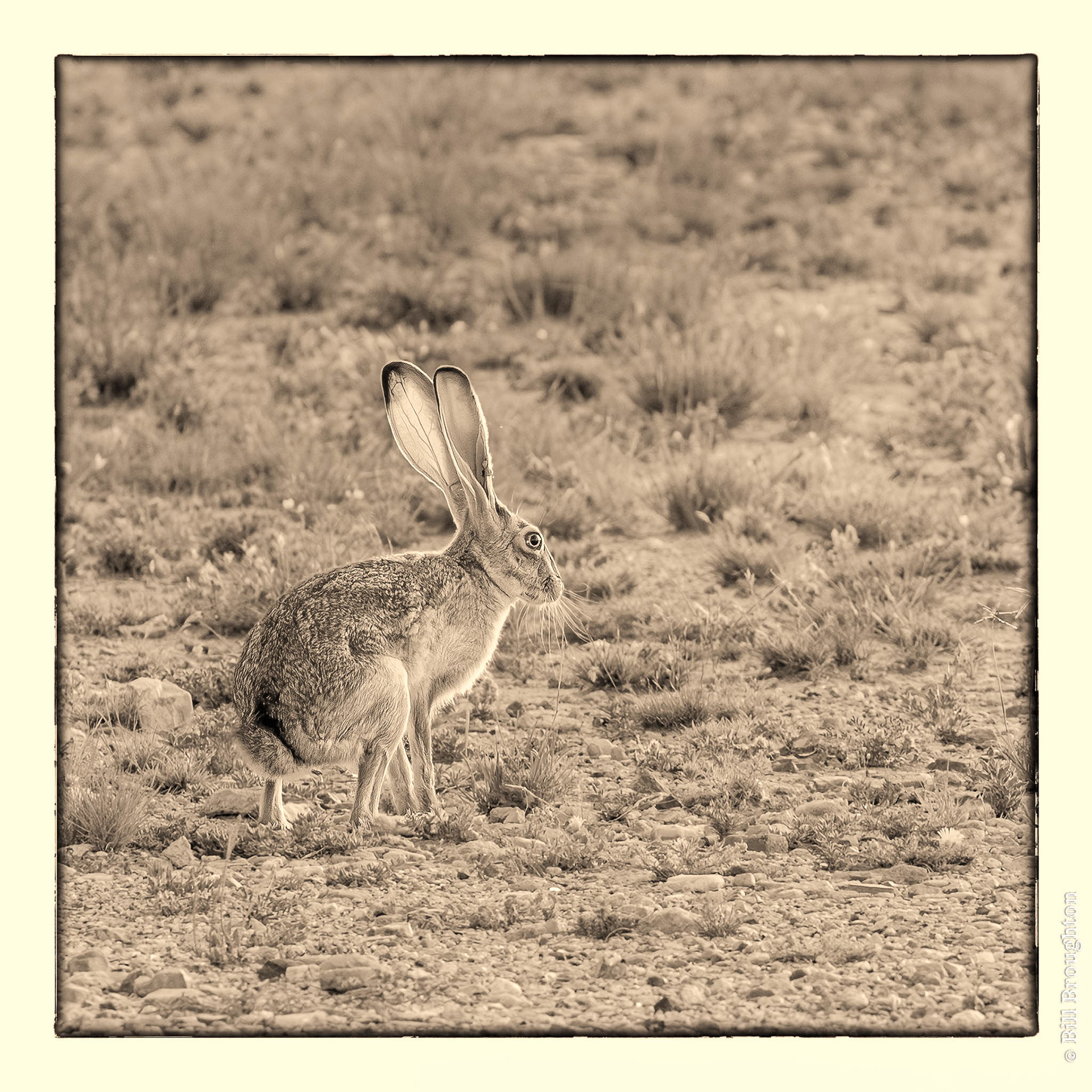 Jackrabbit, Marathon, Texas