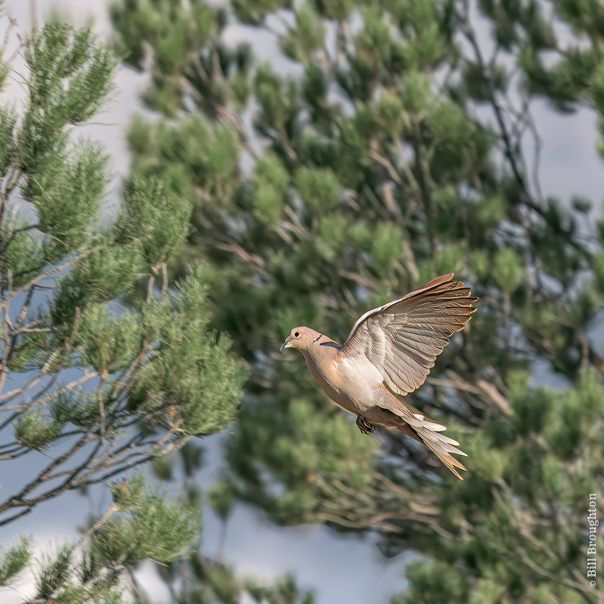 Eurasian Collared-Dove, Marathon, TX