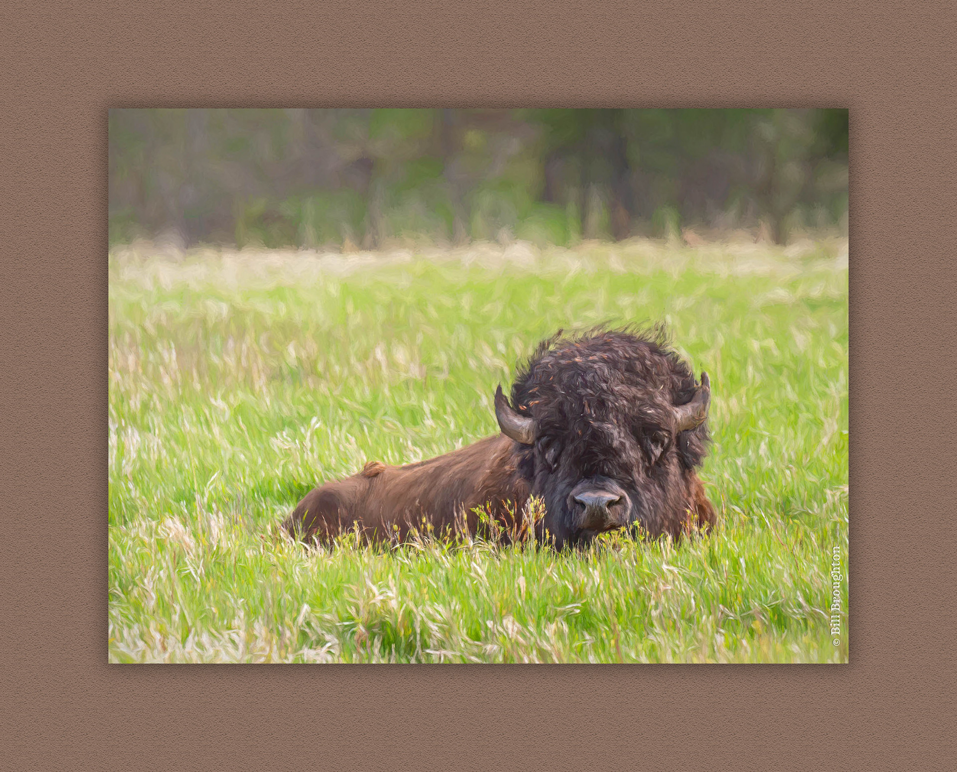American Bison, Custer State Park, South Dakota