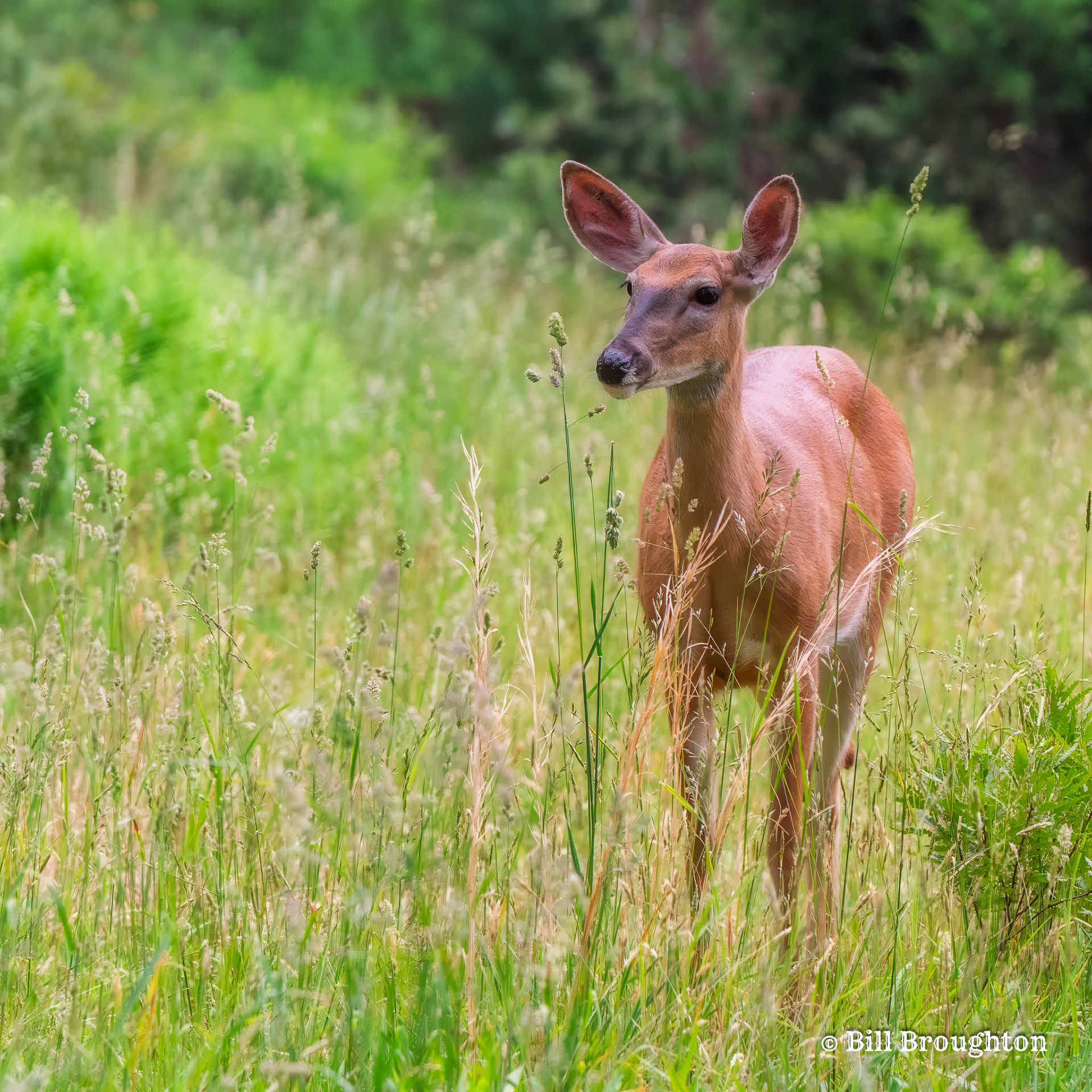 White-tailed Deer