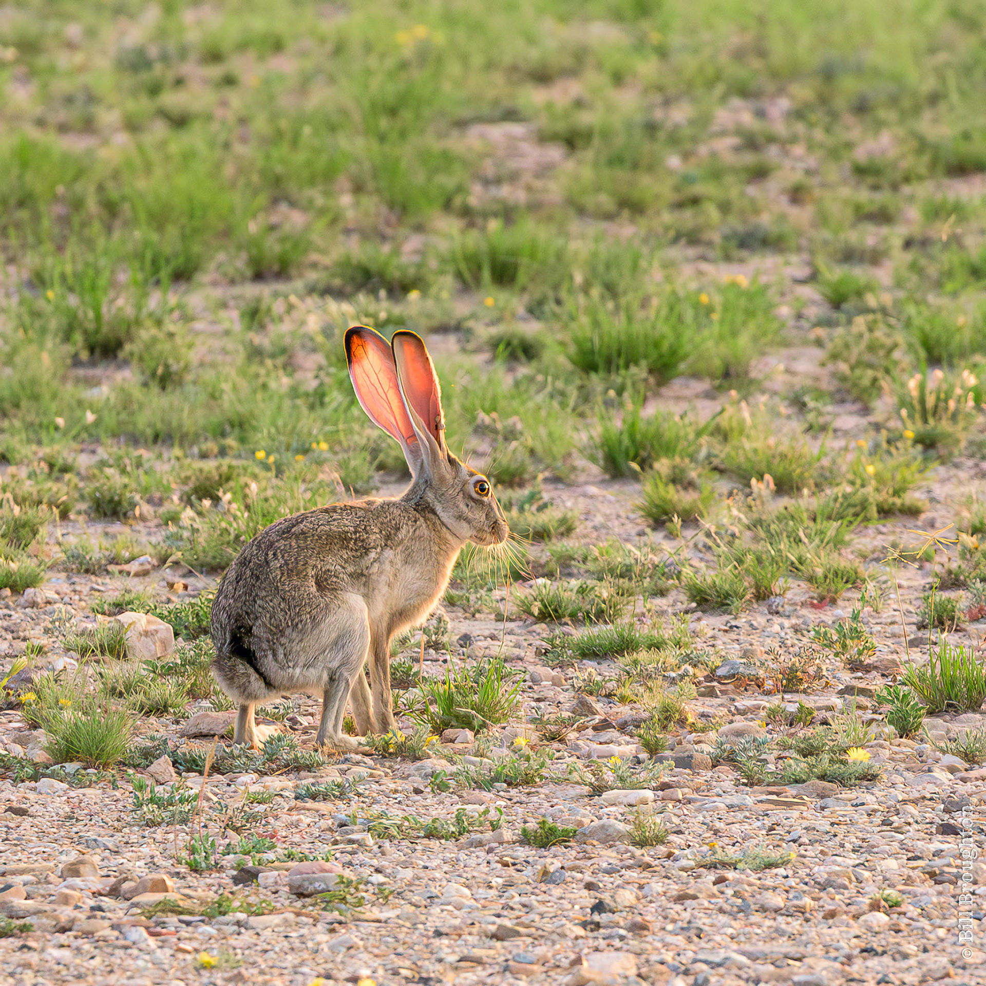 Jackrabbit, Marathon, Texas