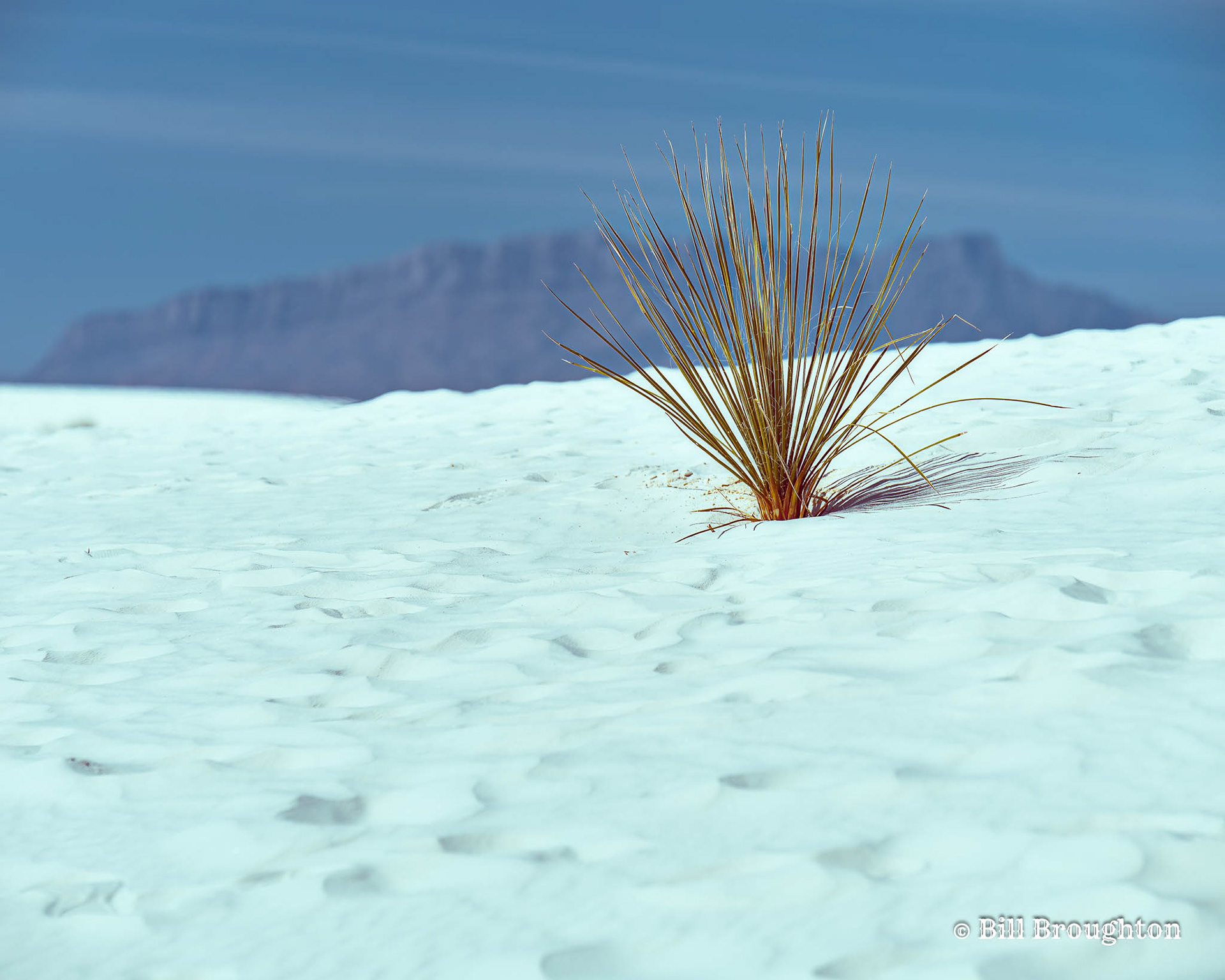 Lone Soap Tree Yucca Amid The Gypsum Dunes Of White Sands NP