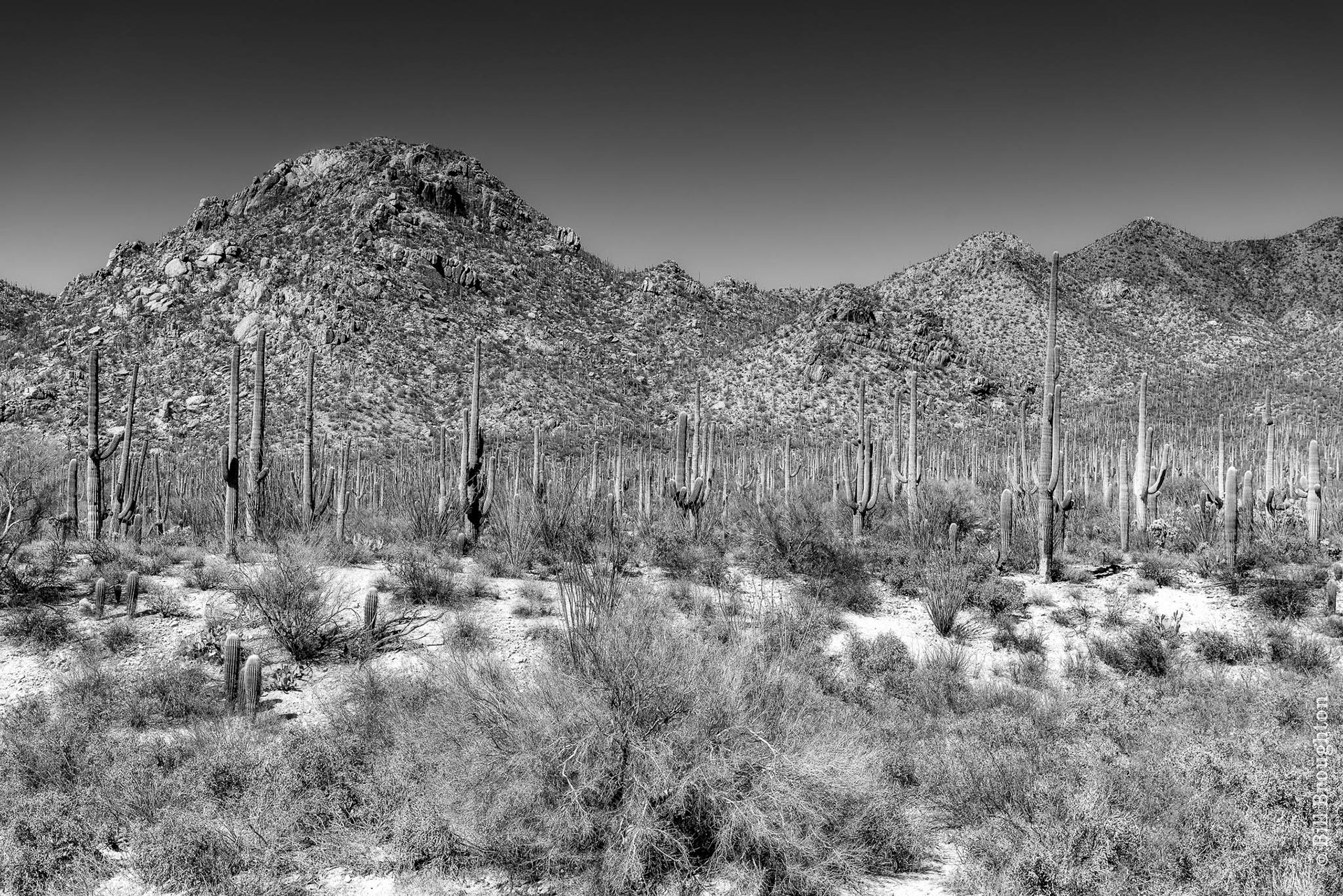 Saguaro National Park, Arizona