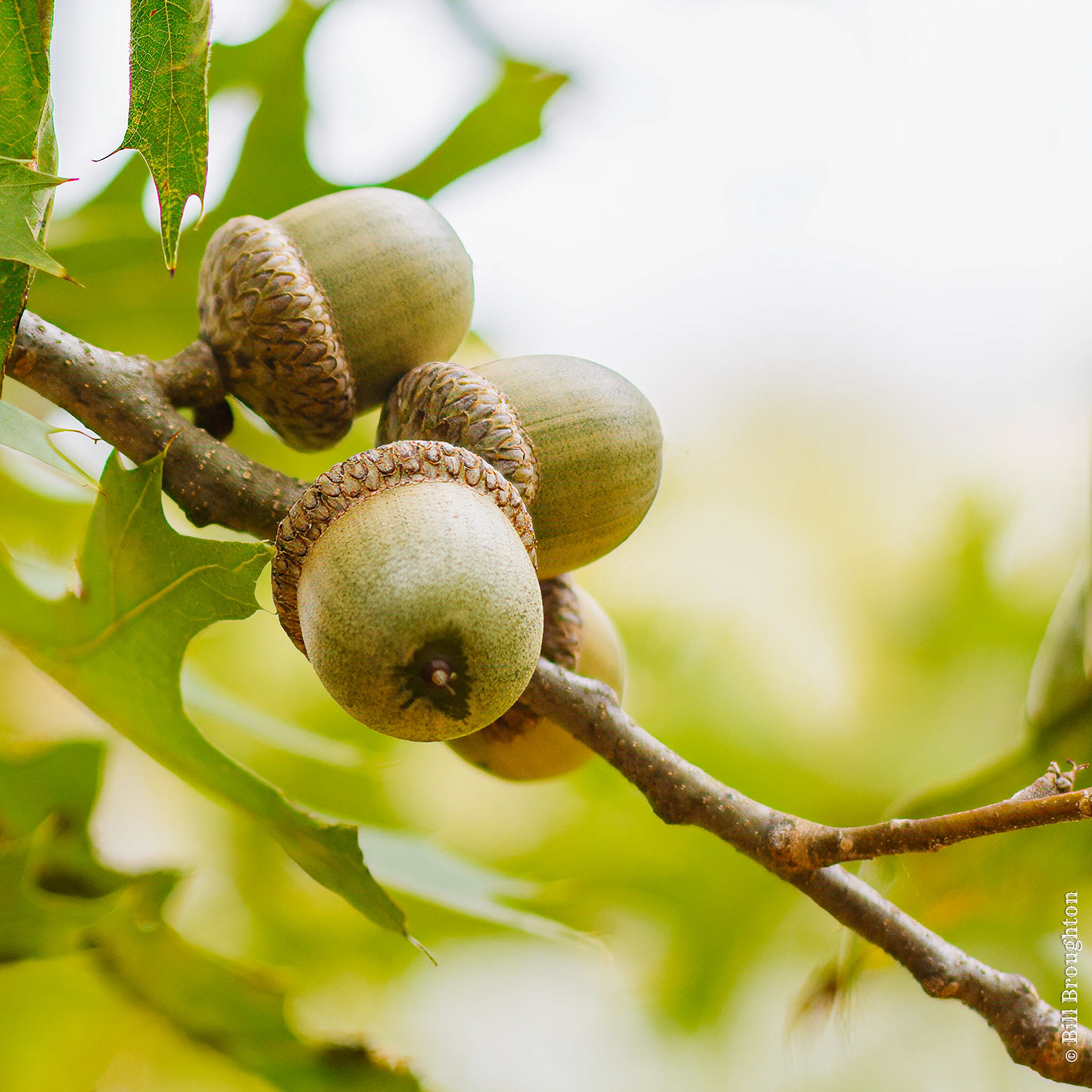 The Fruit Of The Oak