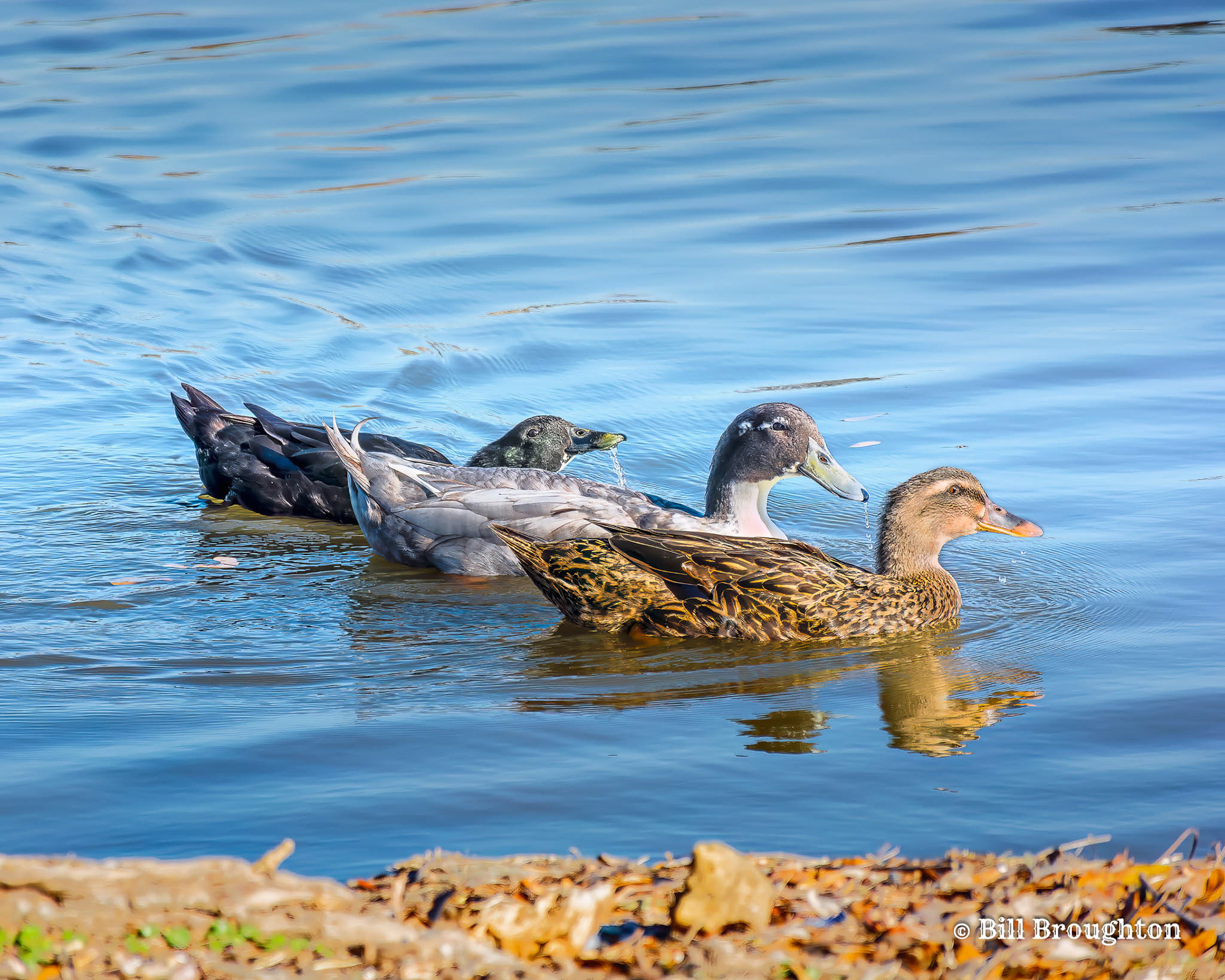 Drooling Mallards On Bachman Lake