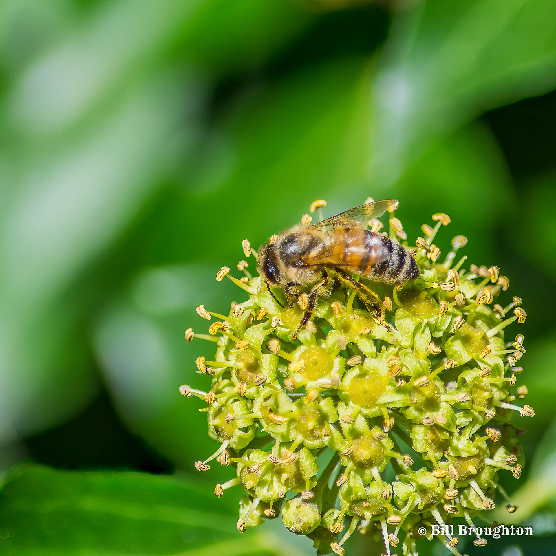 Honey Bee On Engilsih Ivy