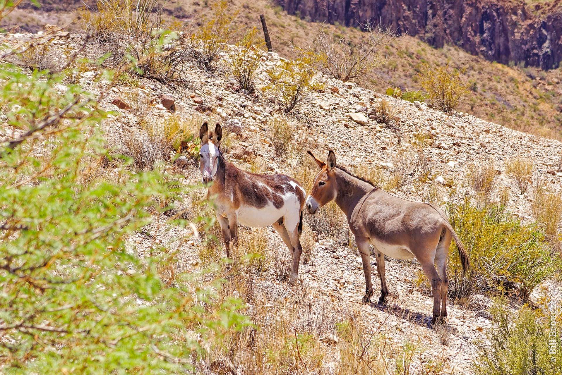 Wild Burros, Big Bend Ranch State Park, Texas