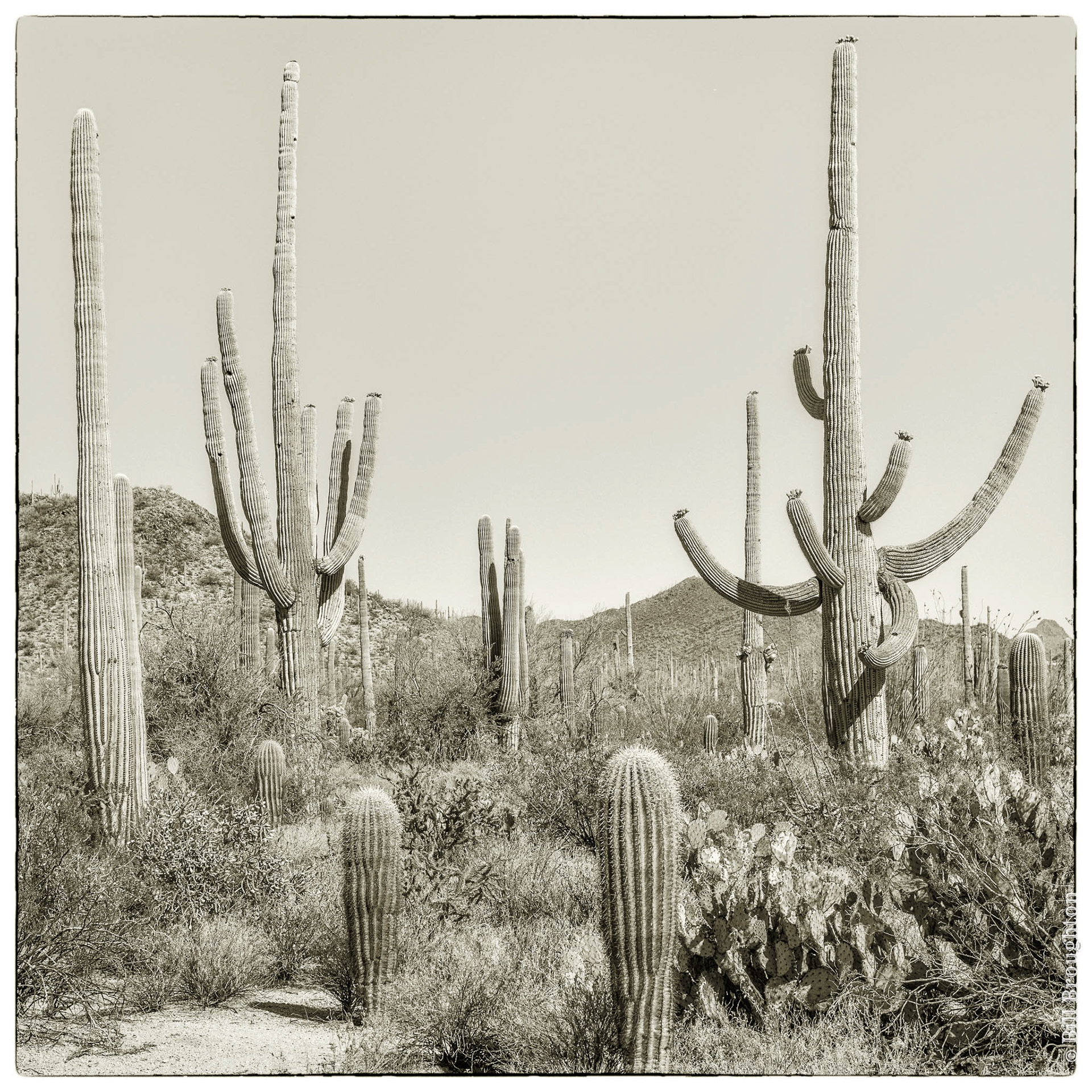 Saguaro National Park, Arizona