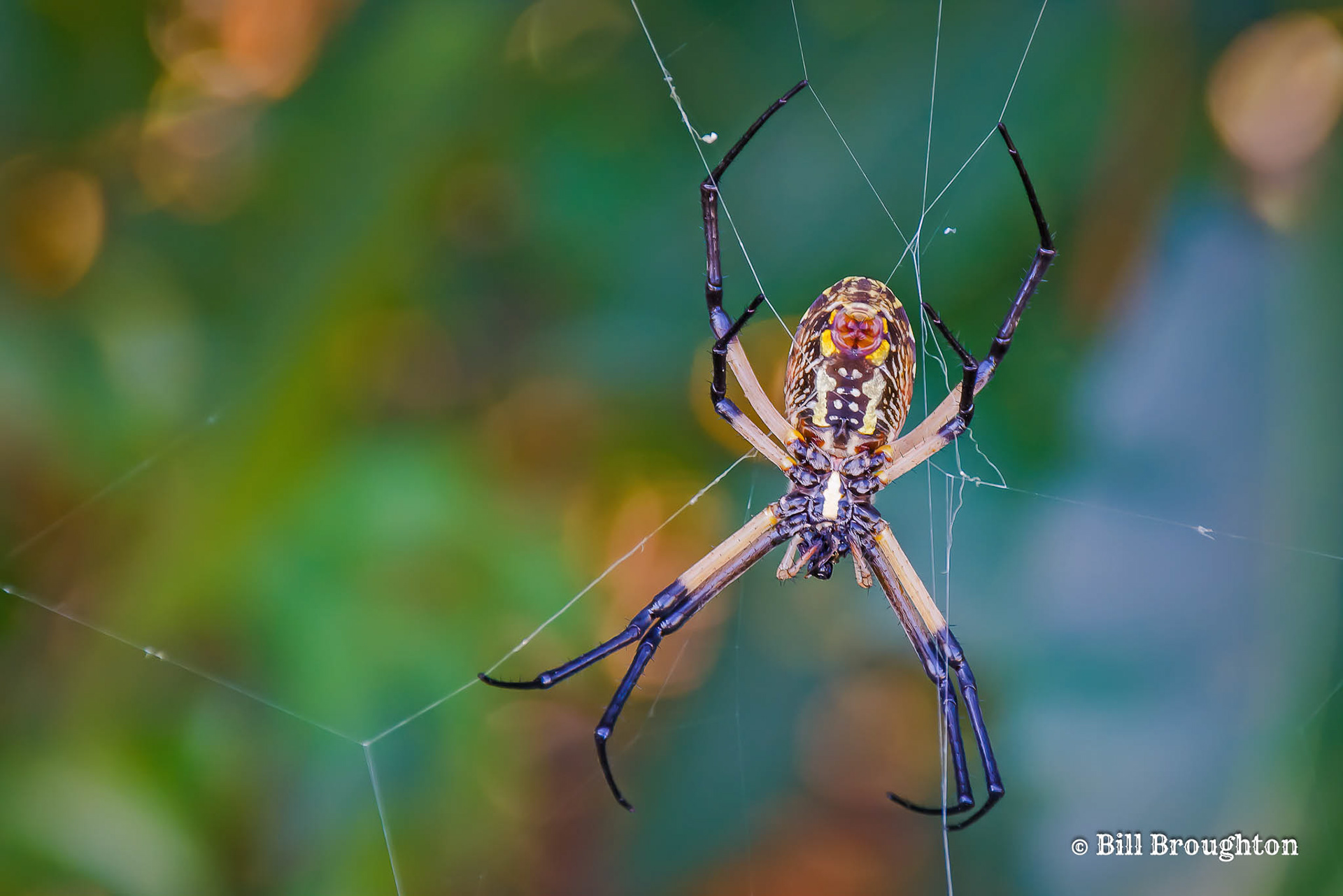 Golden Silk Orb Weaver