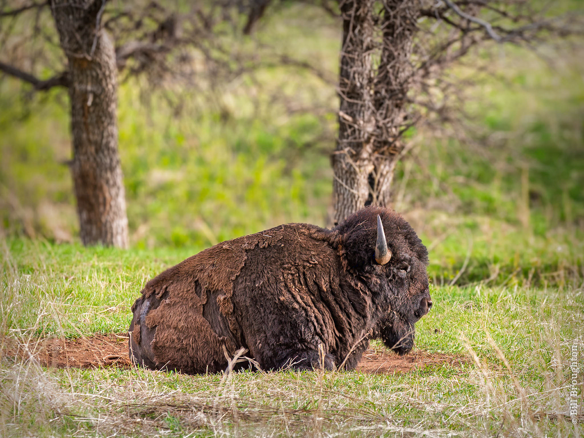Bison, Custer State Park Wildlife Loop, South Dakota
