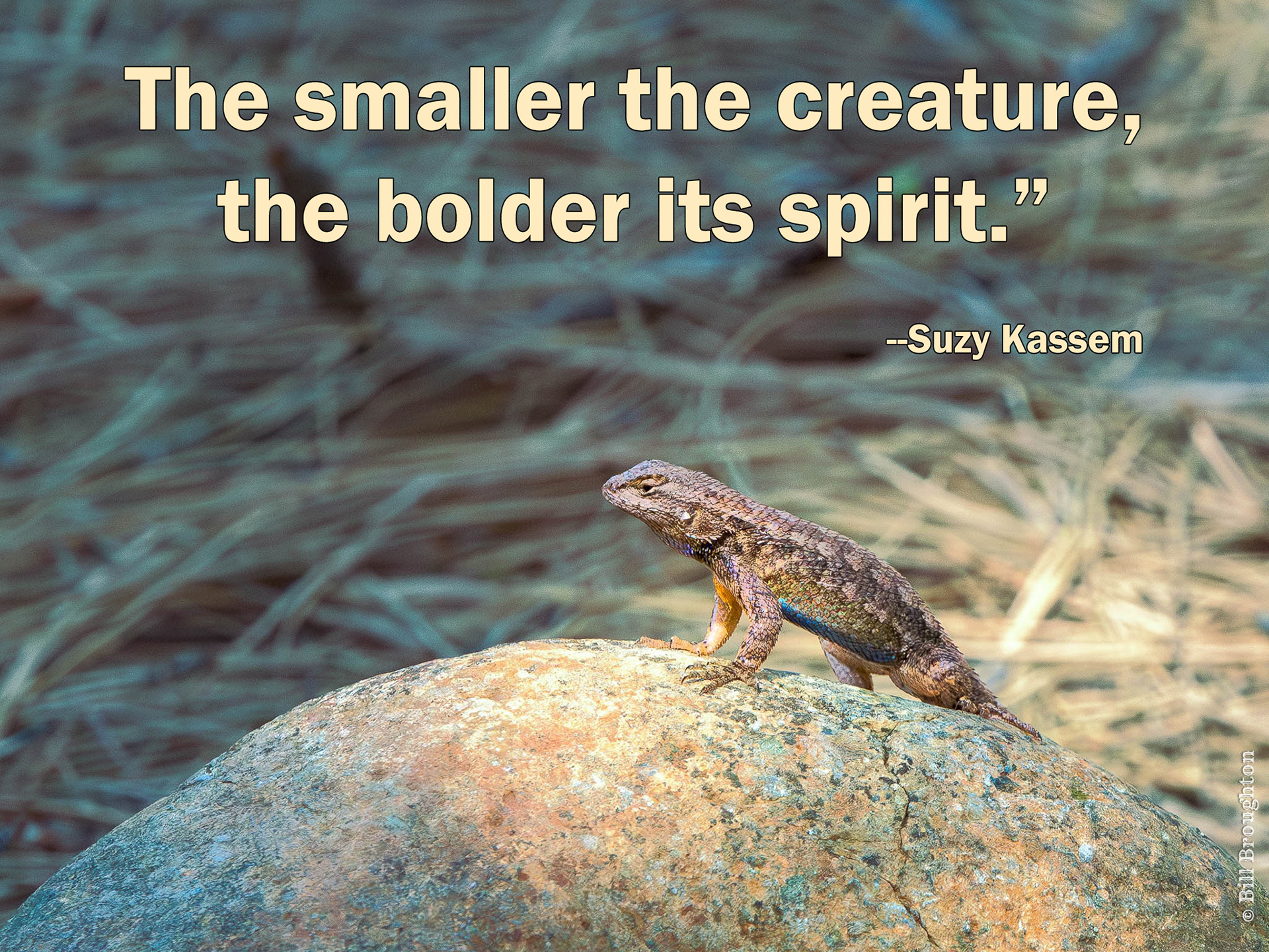 Lizard near Mt. Shasta, California
