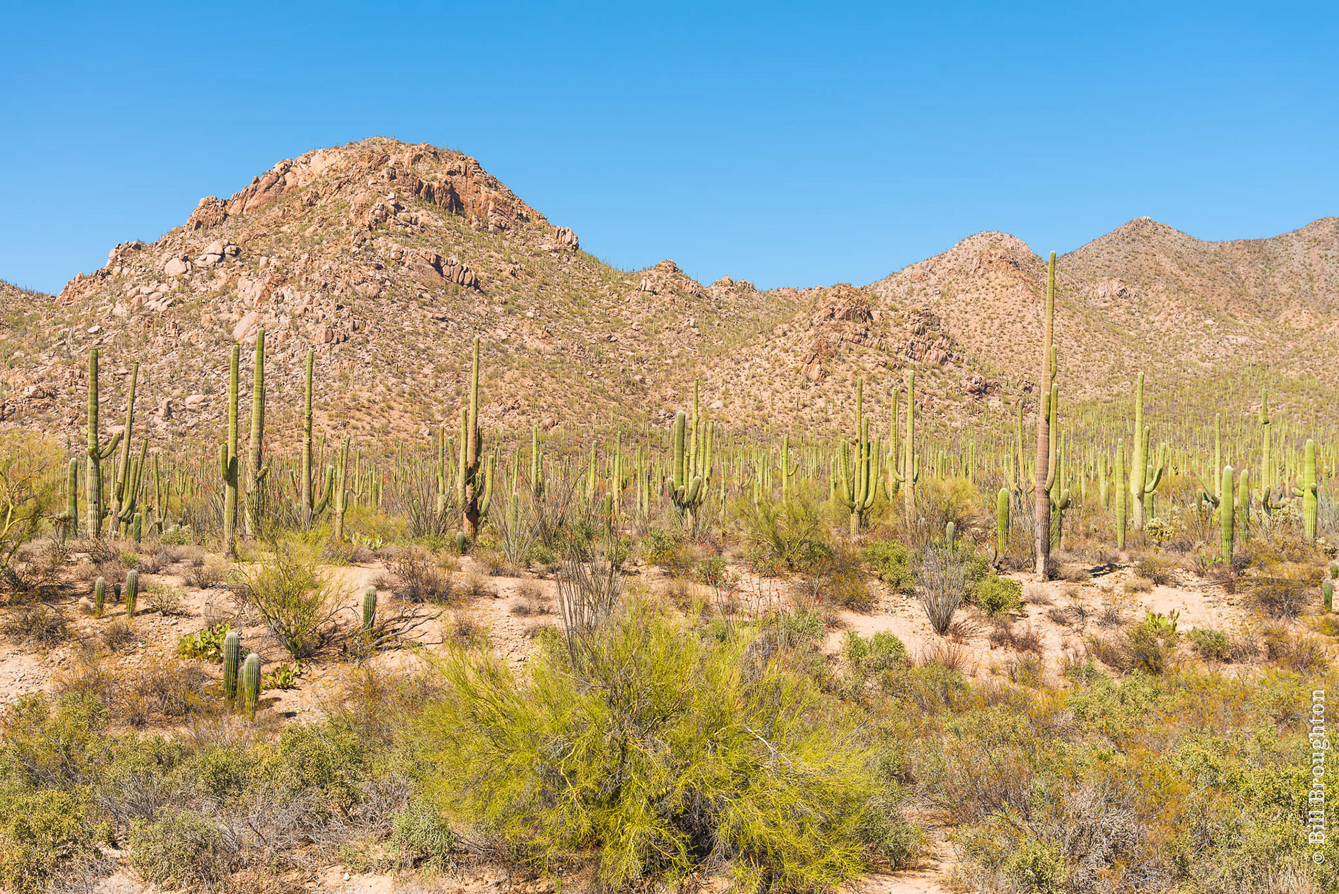 Saguaro National Park, Arizona