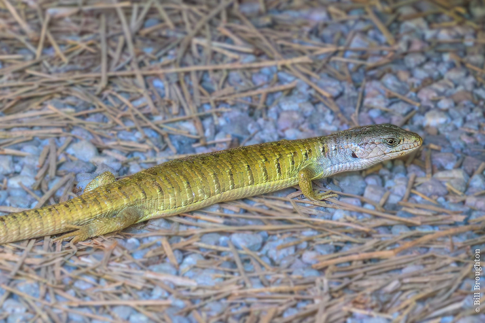 Gilbert's Skink, near Mt. Shasta, California