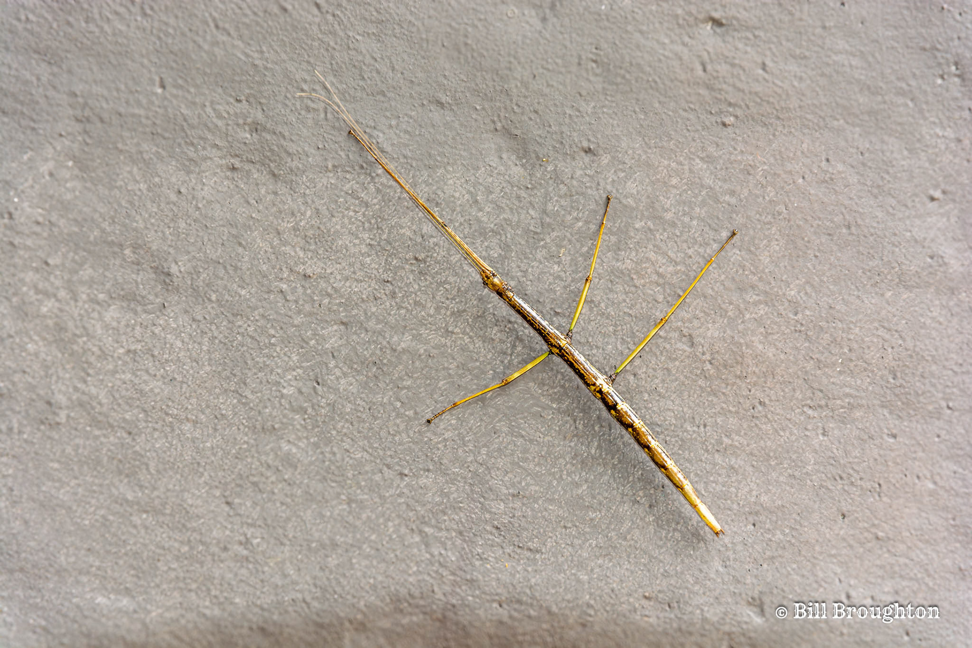 Stick Bug