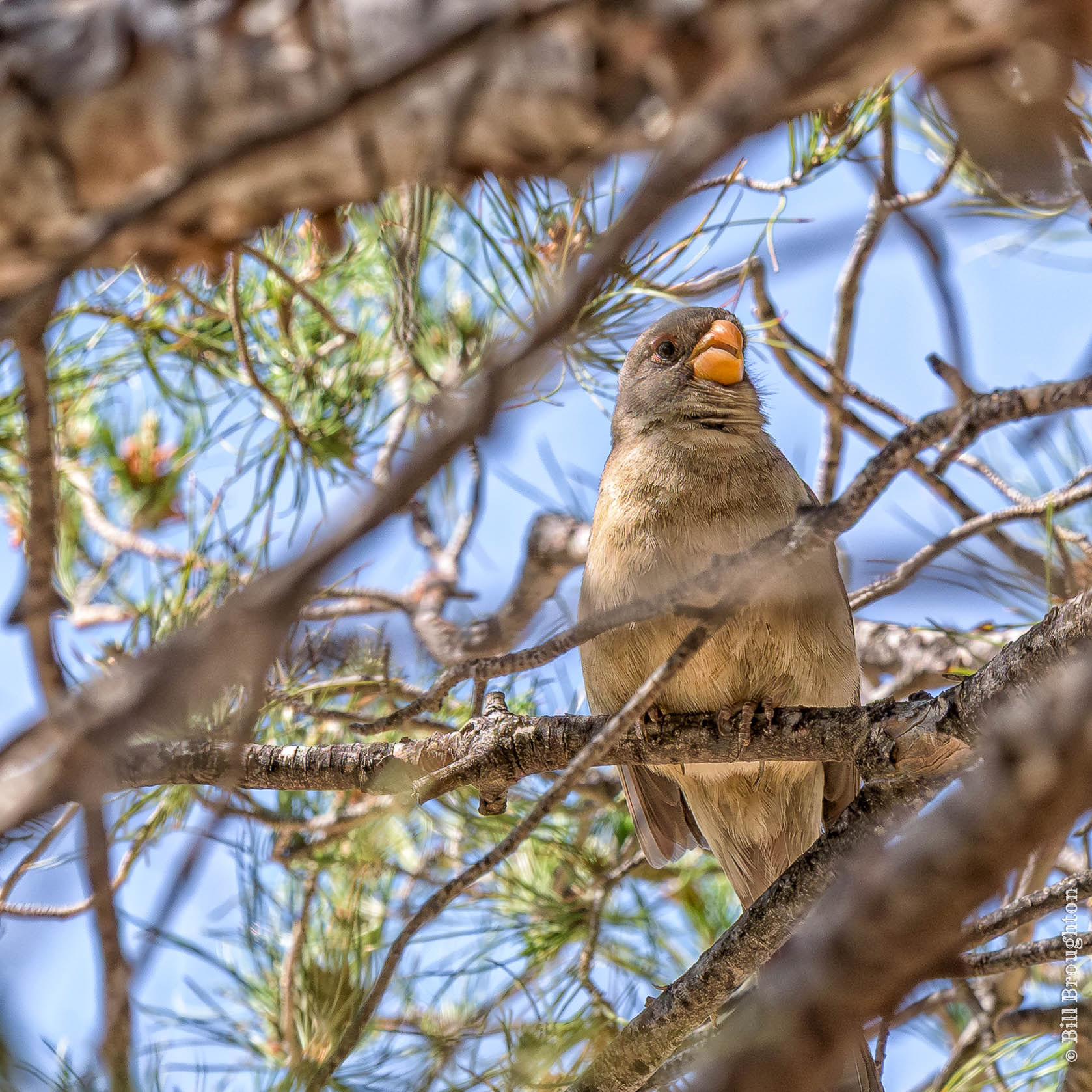 Desert Cardinal