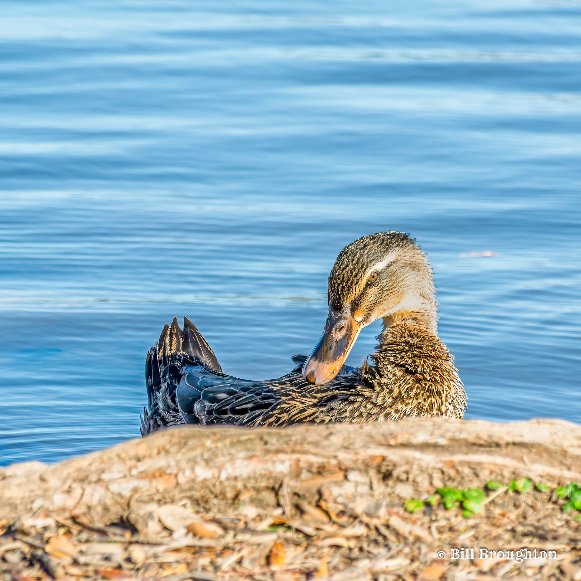 Posing Mallard