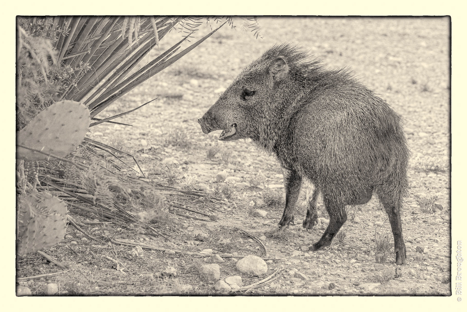 Javelina, Marathon, Texas