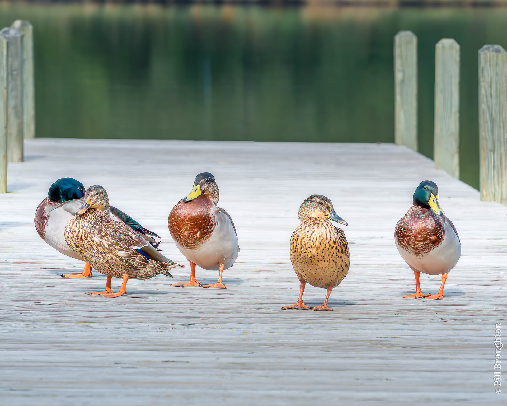 Fowl Dock Party, North Carolina