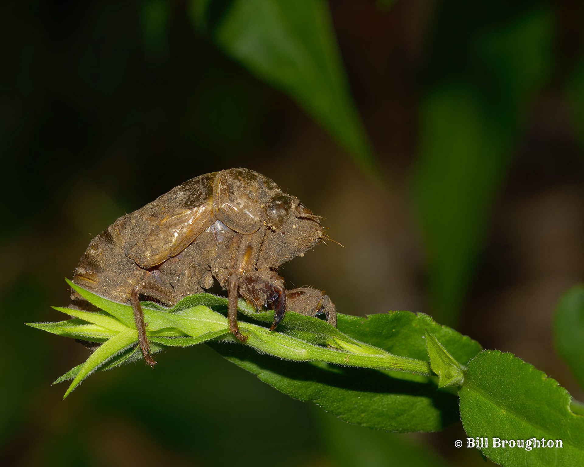 Cicada Exoskeleton After Molting