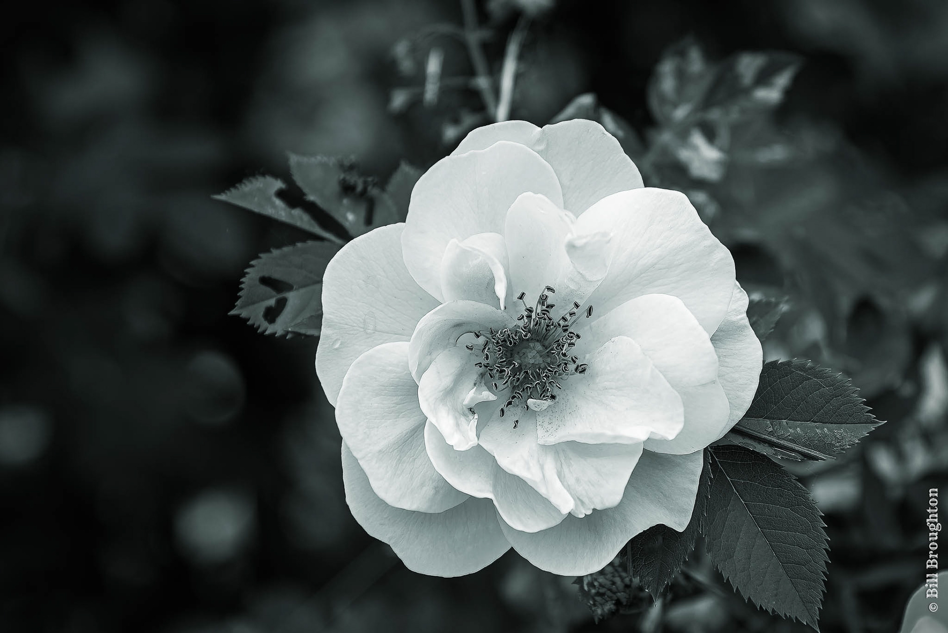 White Rose Bloom