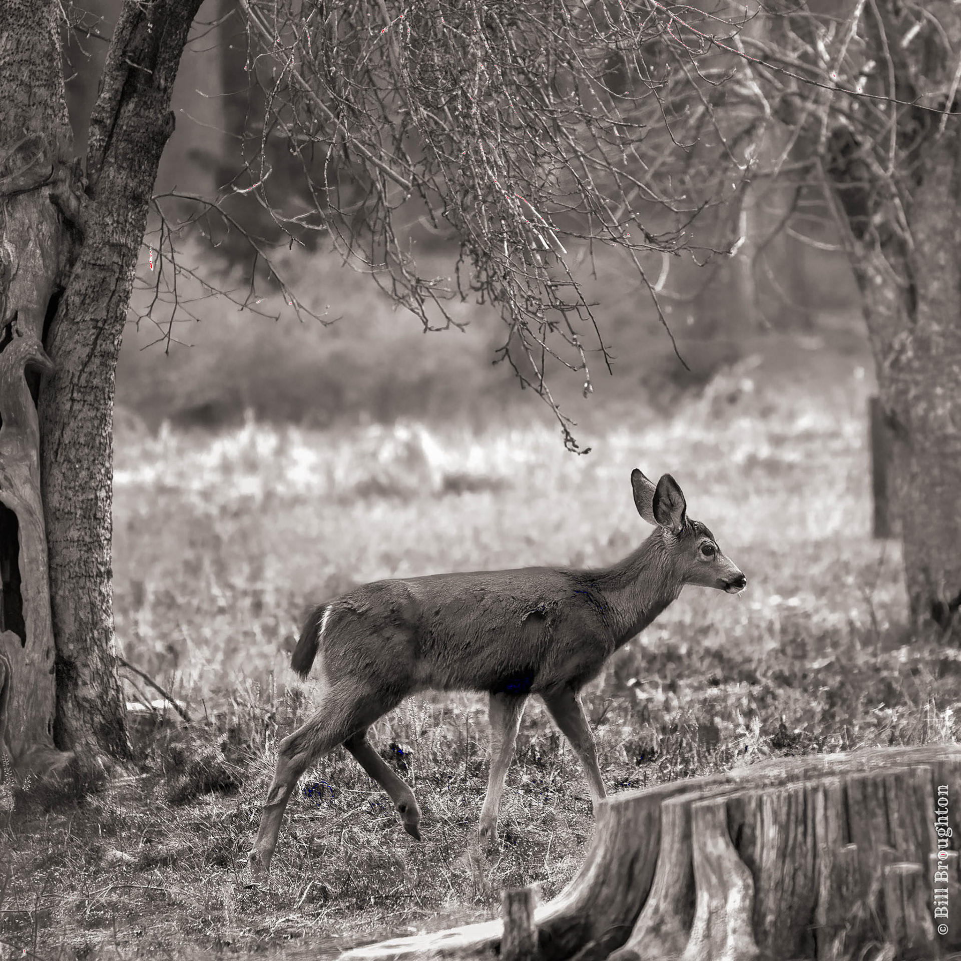 Mule Deer Near Lake Siskiyou, California
