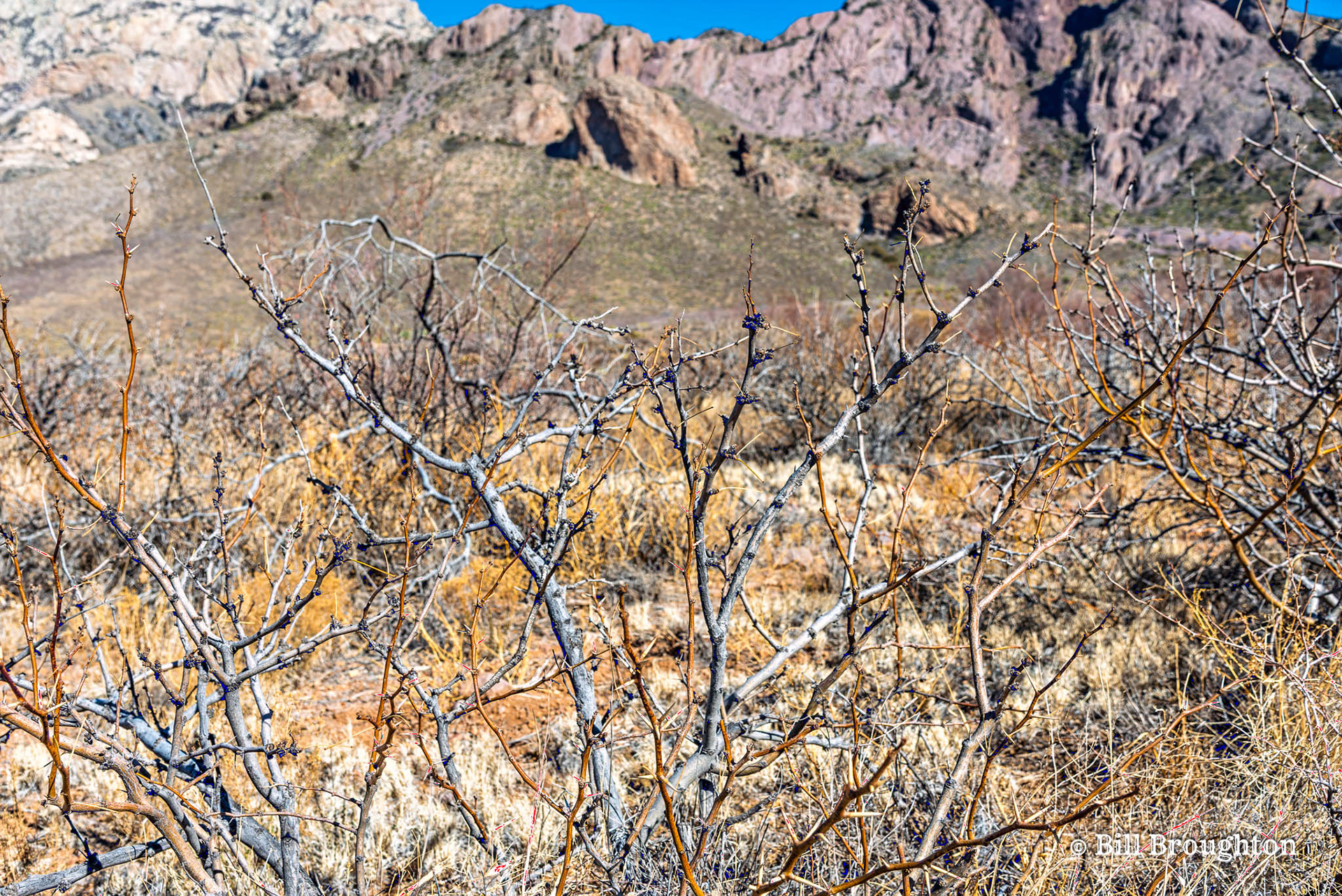 Mesquite Thorns Along The Soledad Canyon Loop Trail