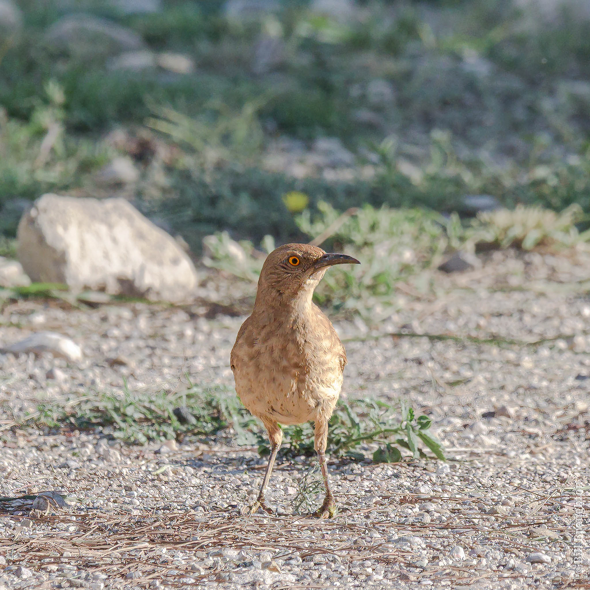 Curve-billed Thrasher, Marathon, Texas