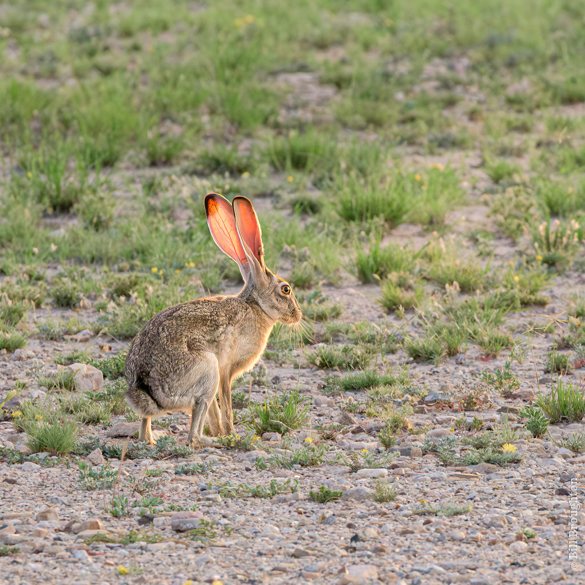 Jackrabbit, Marathon, Texas