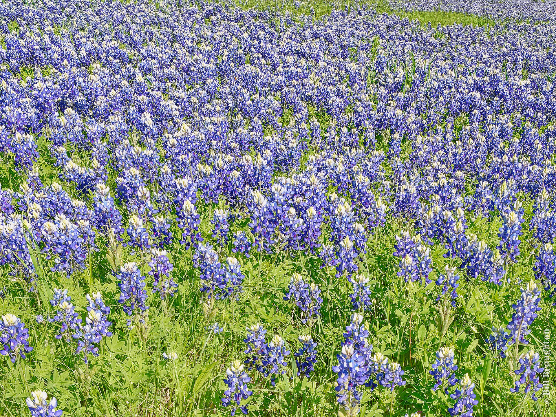 Texas Bluebonnets
