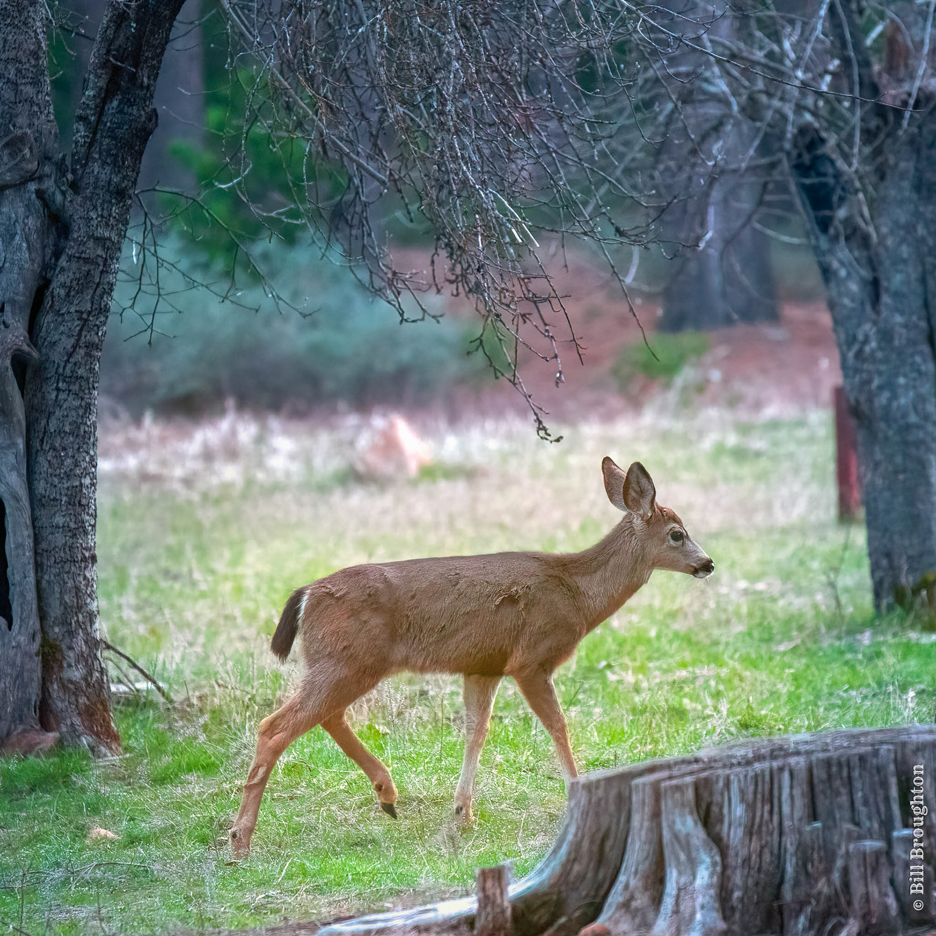 White-tailed Deer, Northern California