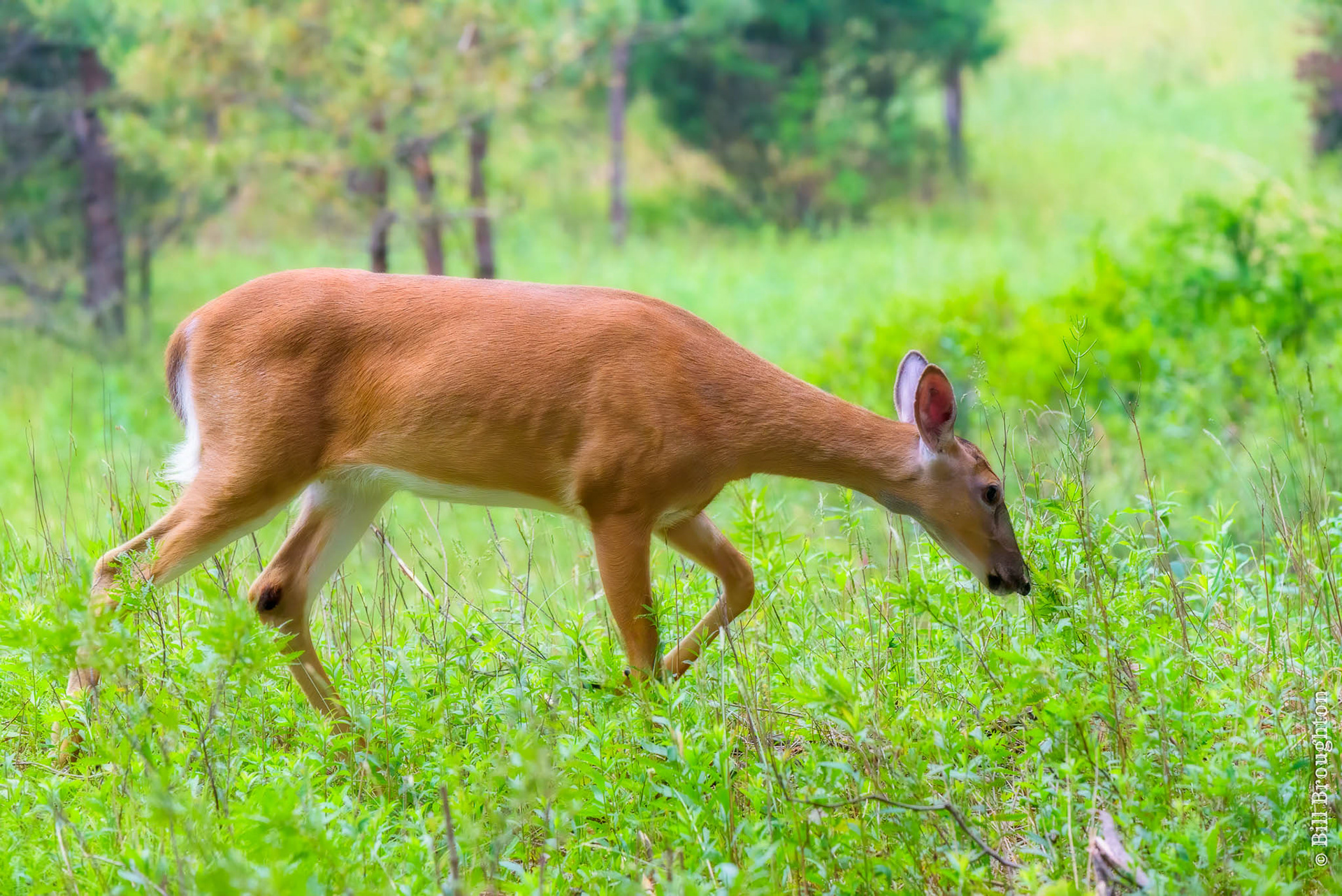 White-tailed Deer, Pennsylvania