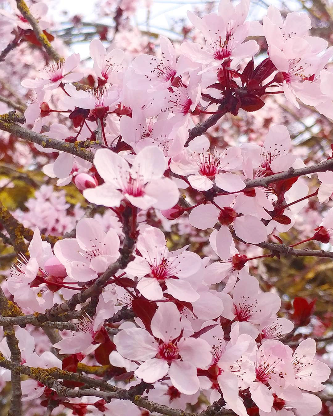 Almonds & Cherries (2019)