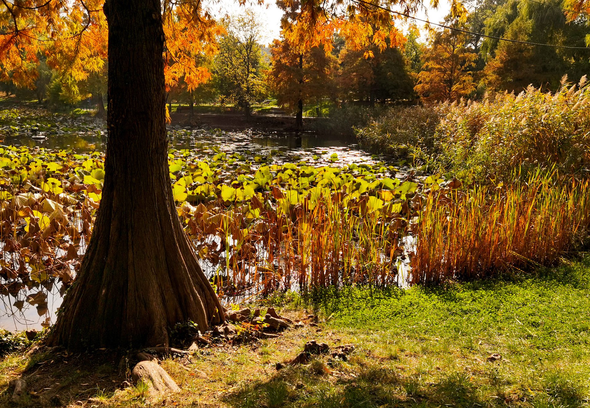 Parcul Circului. București