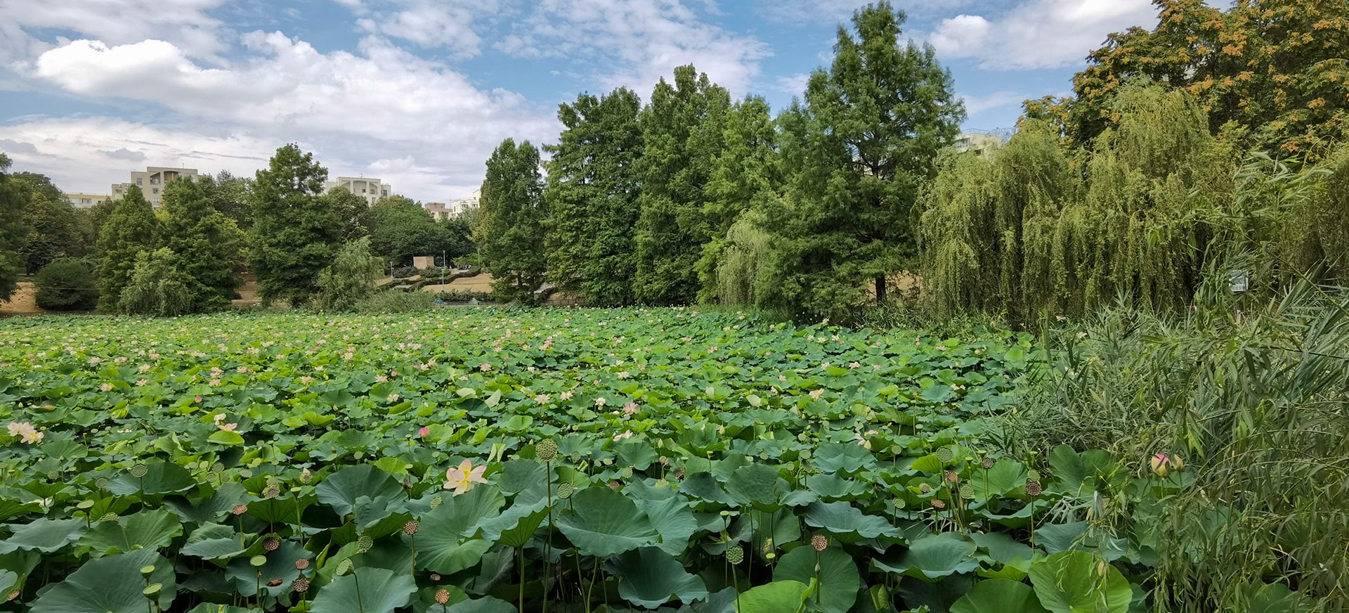 Parcul Circului. București
