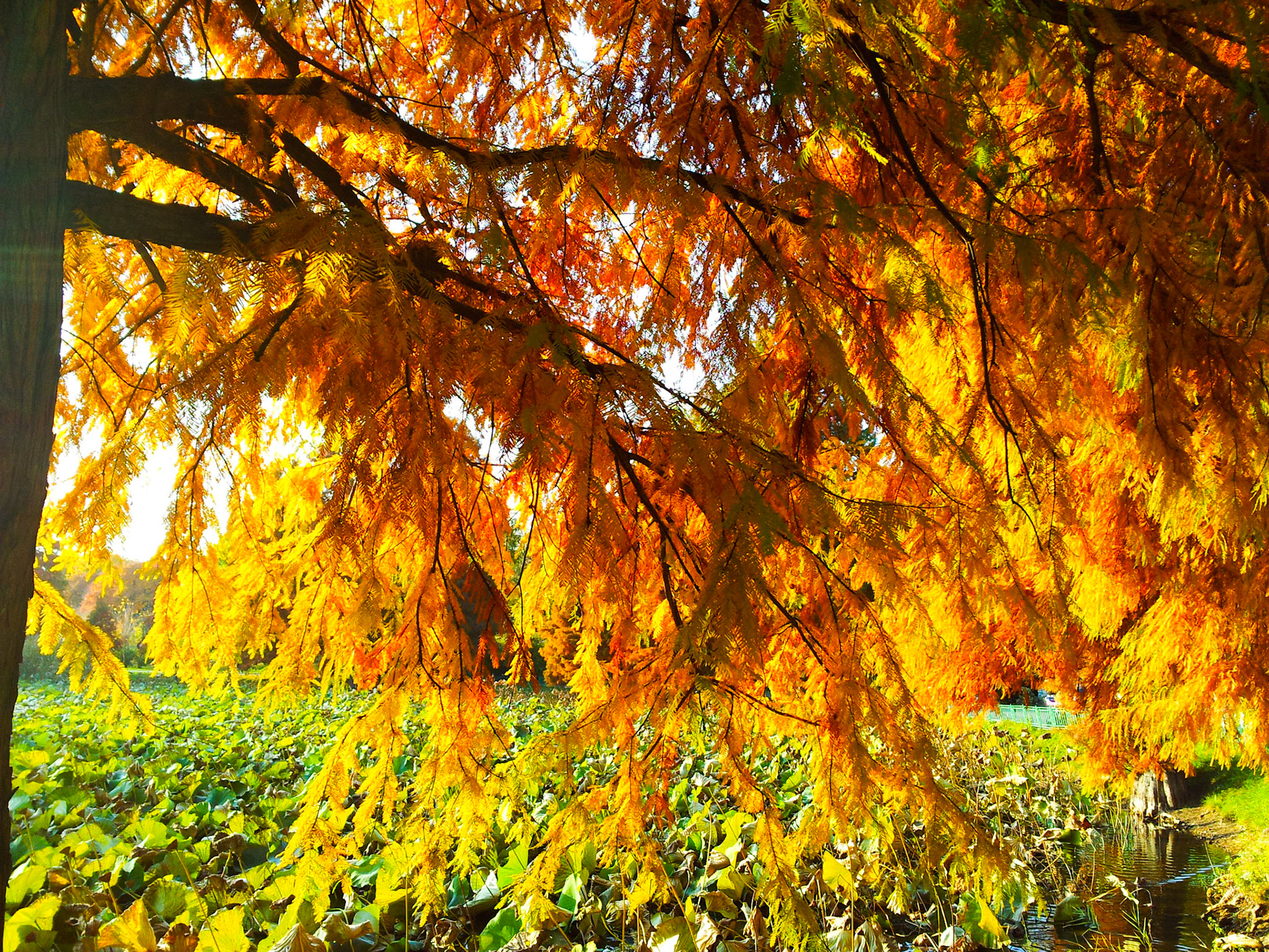 Parcul Circului. București