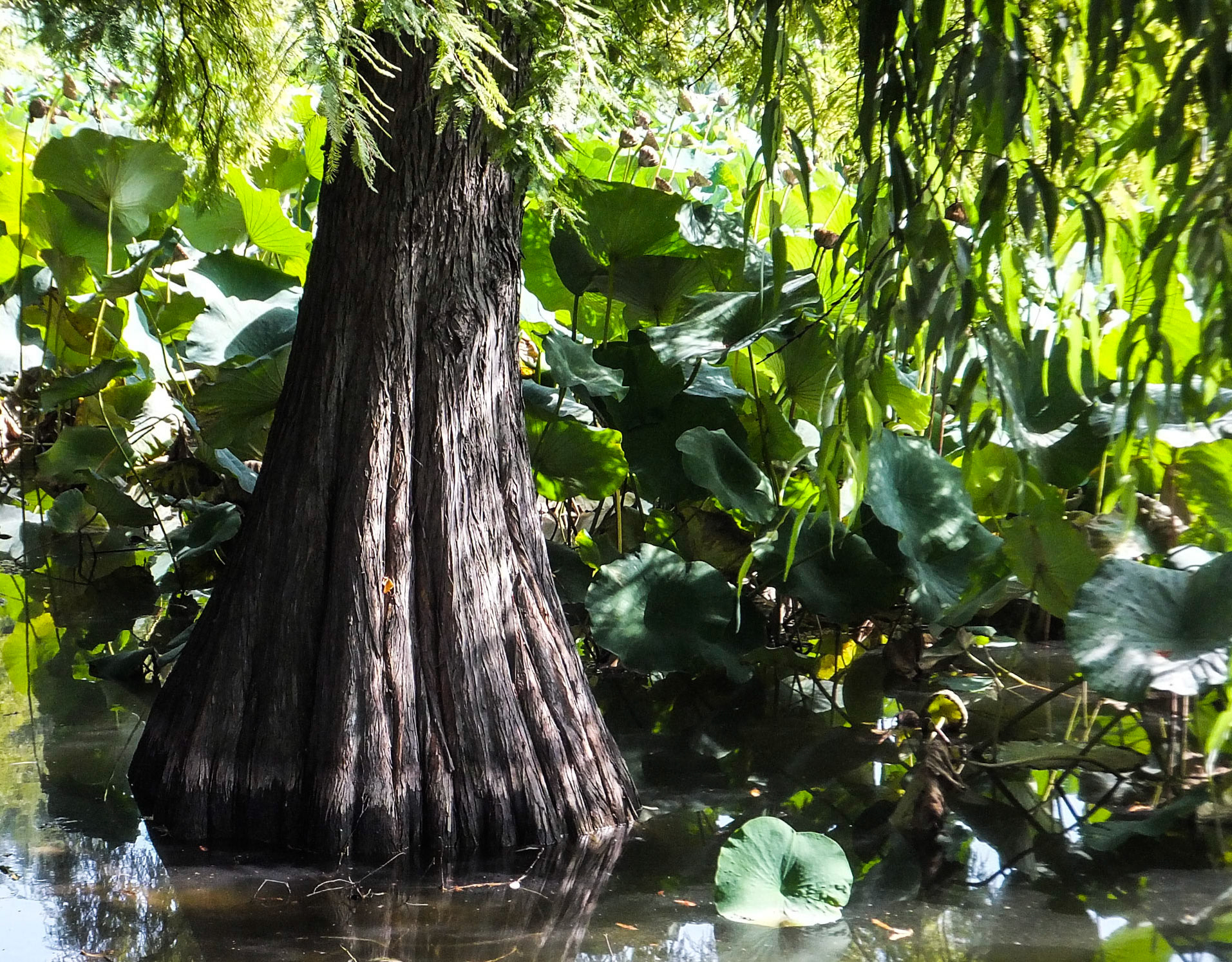 Parcul Circului. București