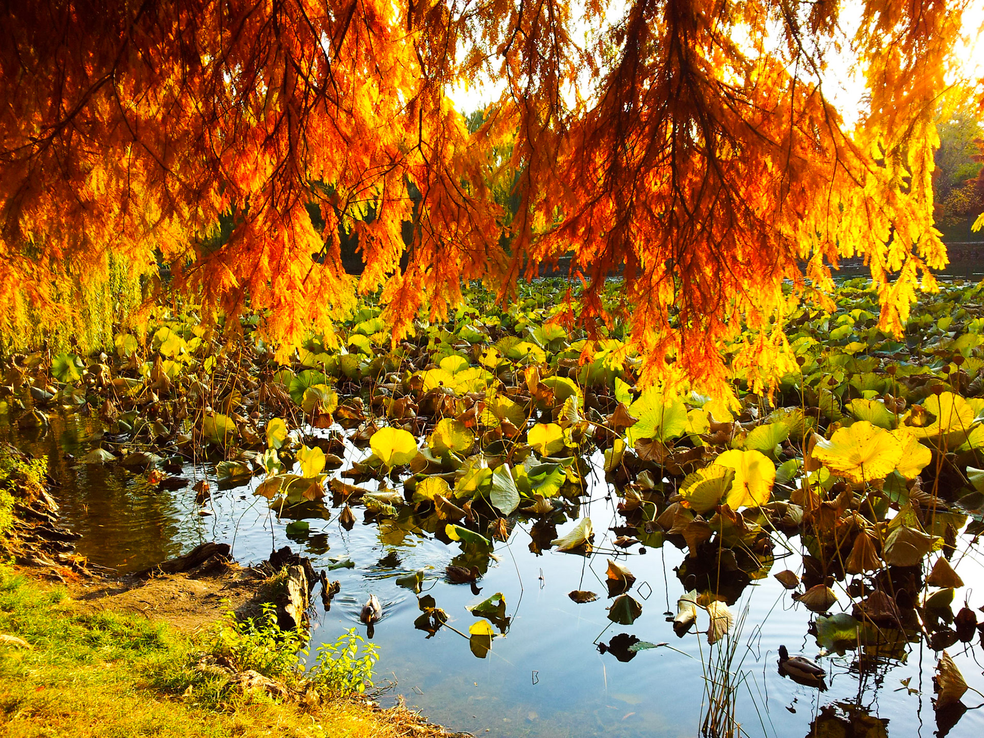 Parcul Circului. București