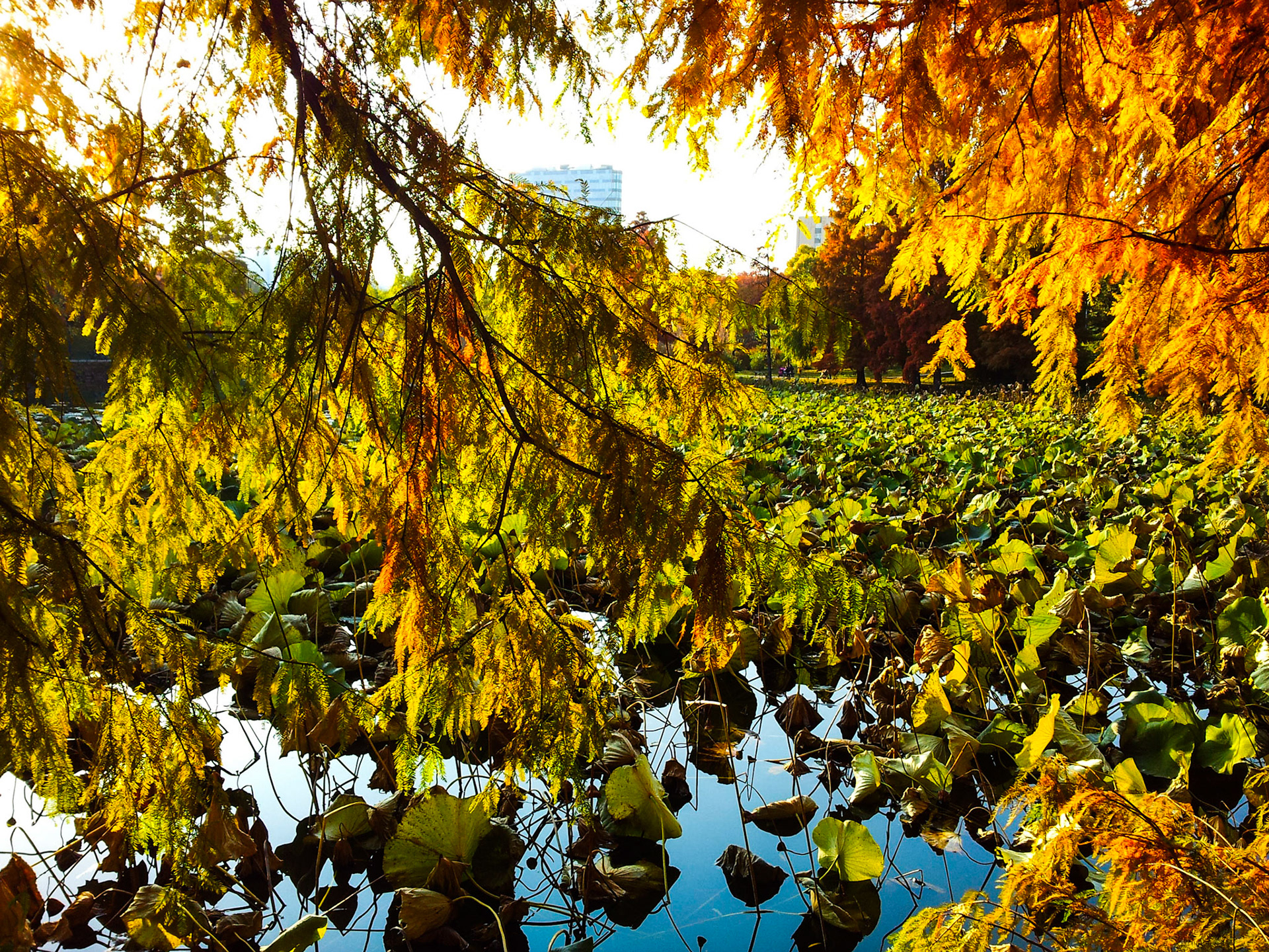 Parcul Circului. București