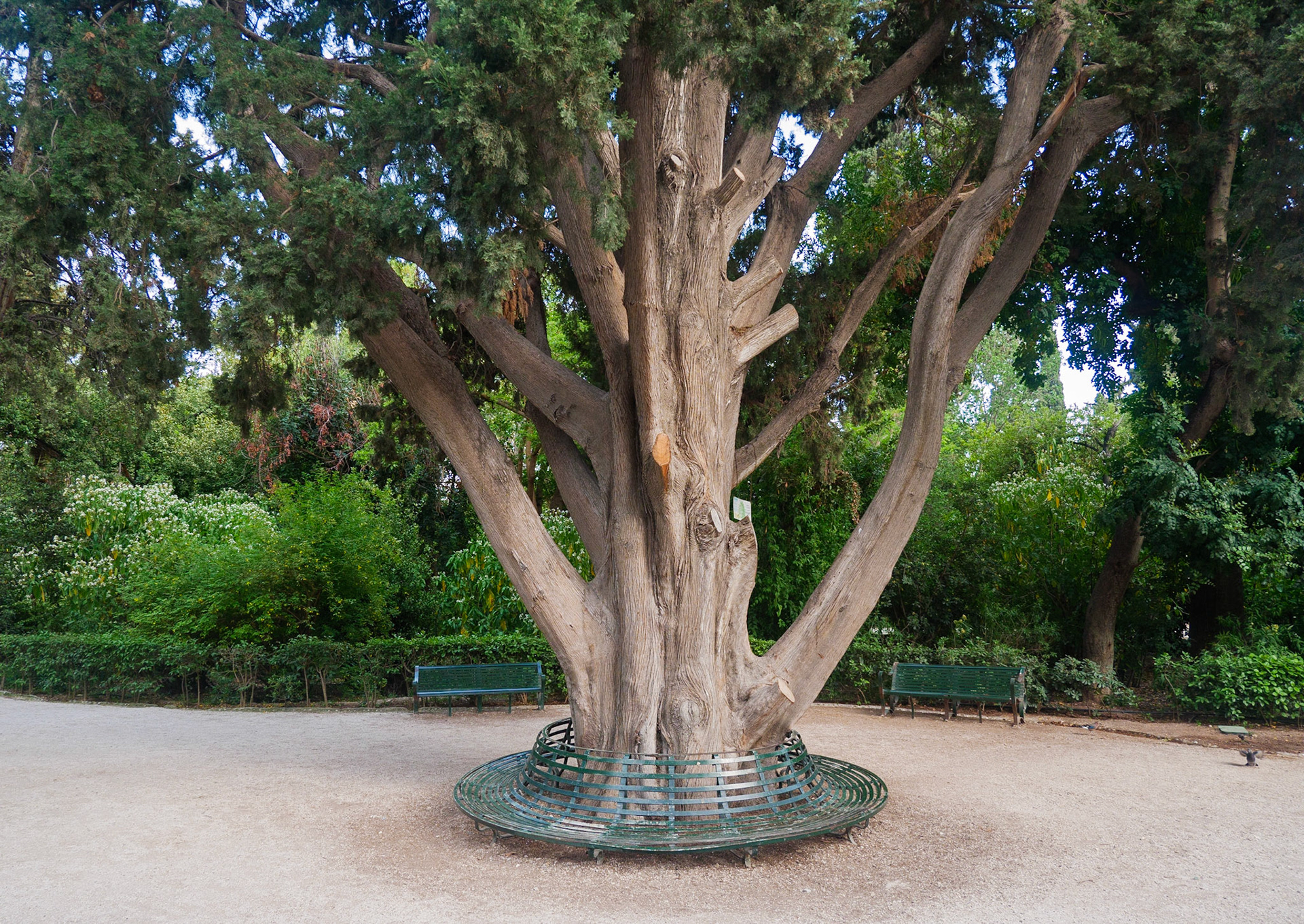 Grădina Națională. Atena