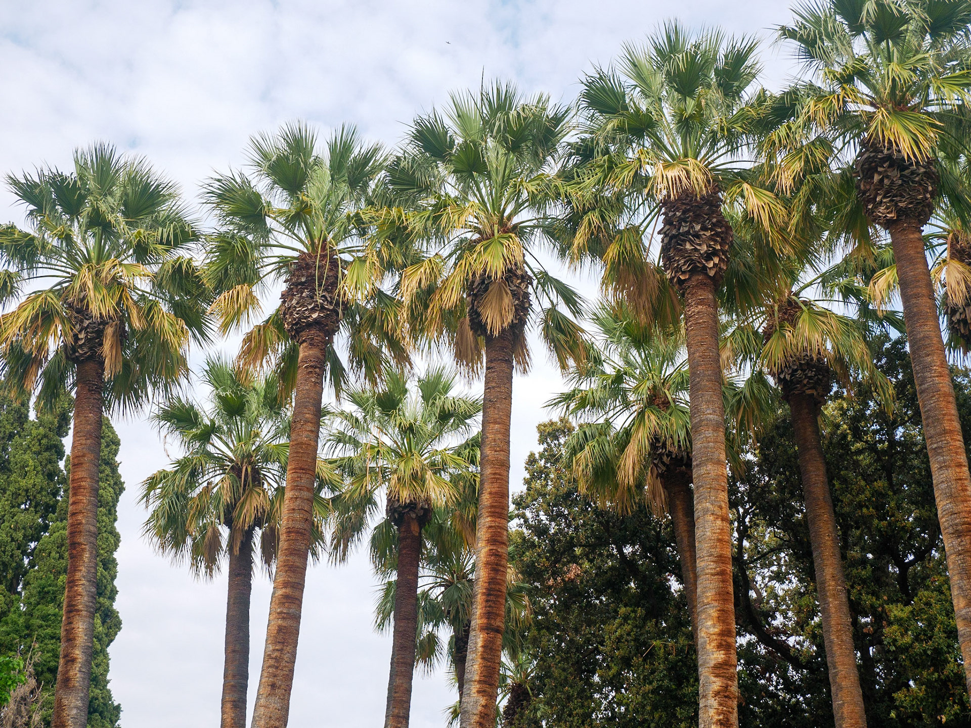 Grădina Națională. Atena