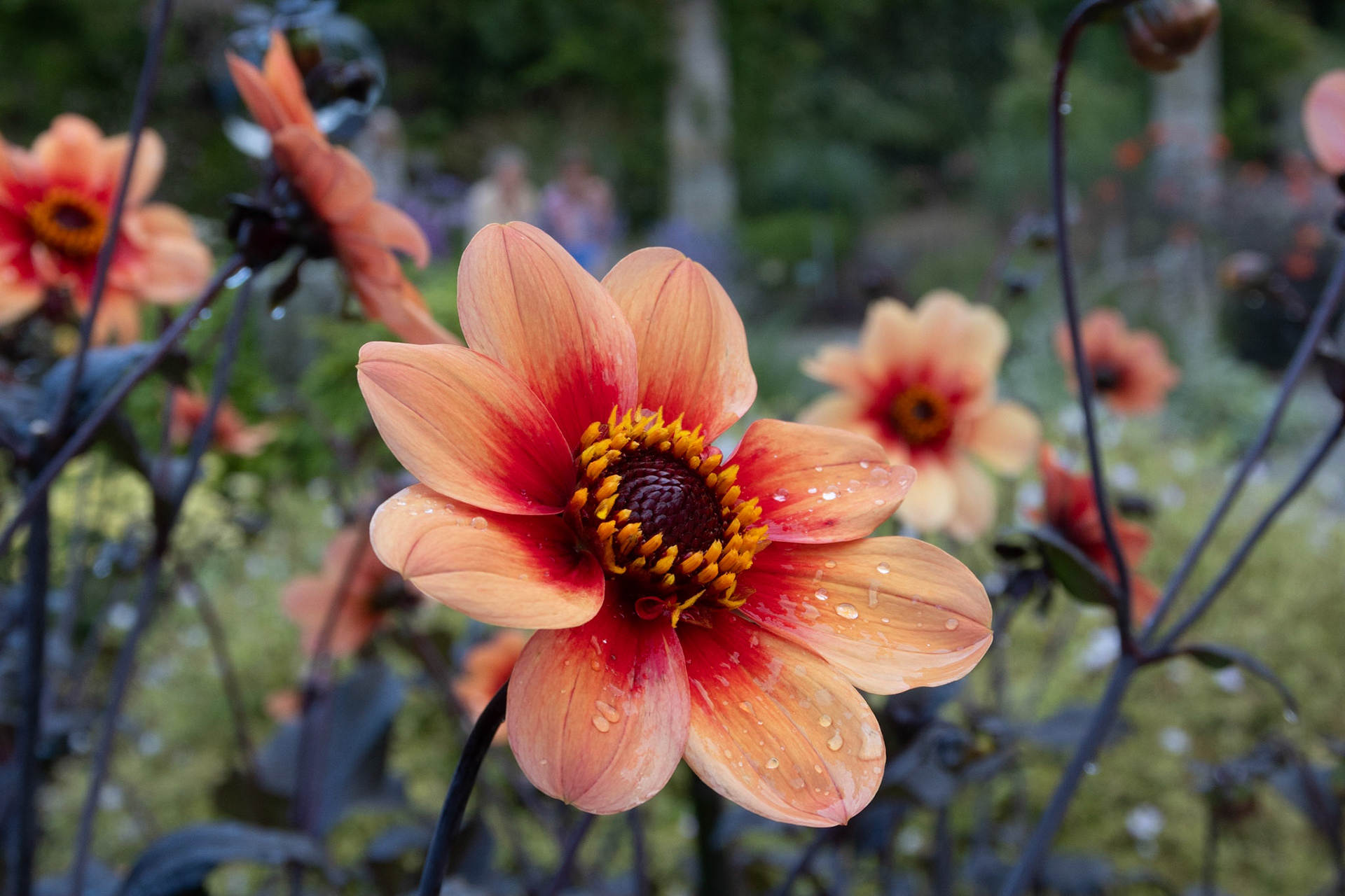 Just a flower...
