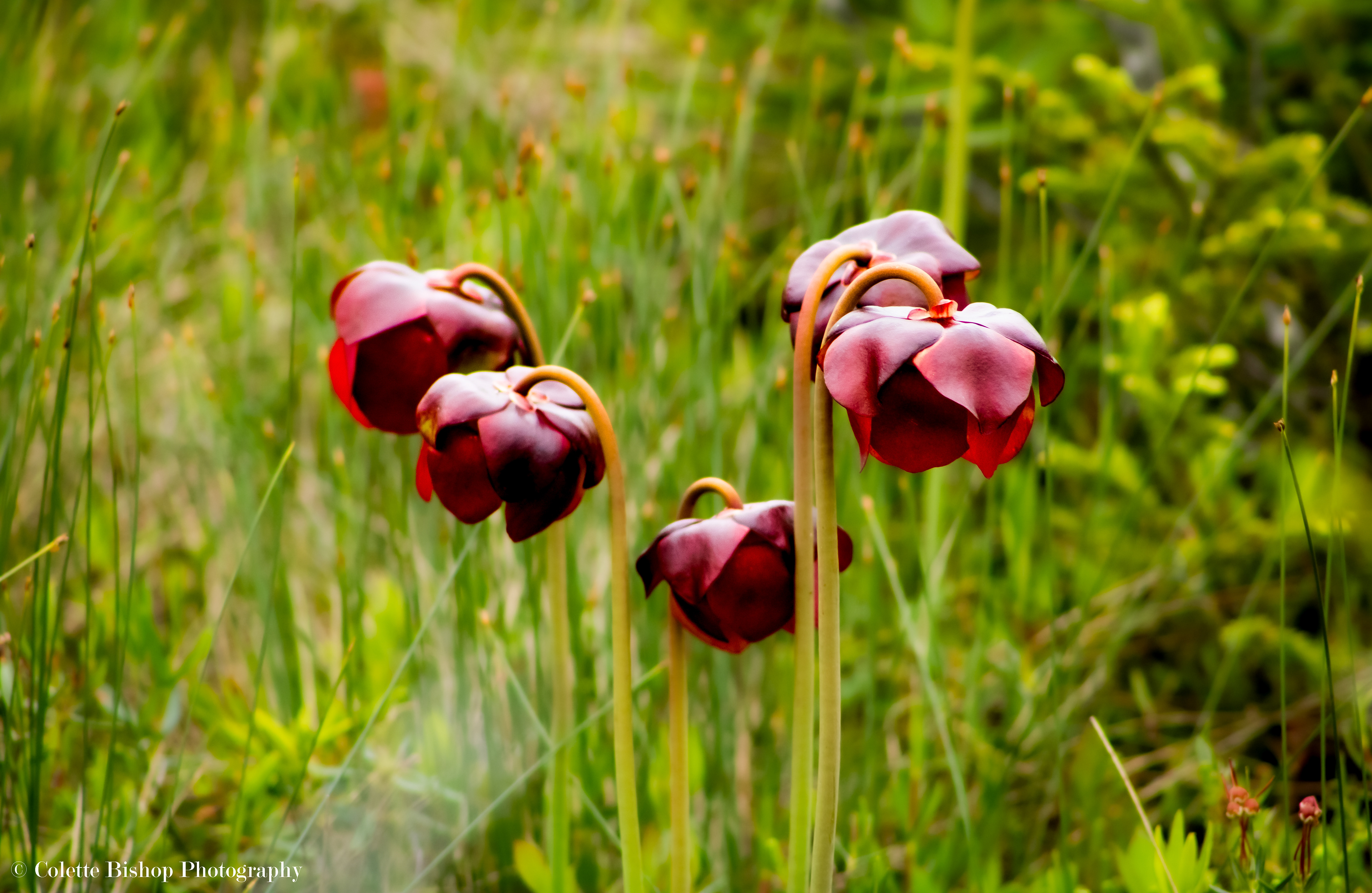 "Pitcher Plants of NL"