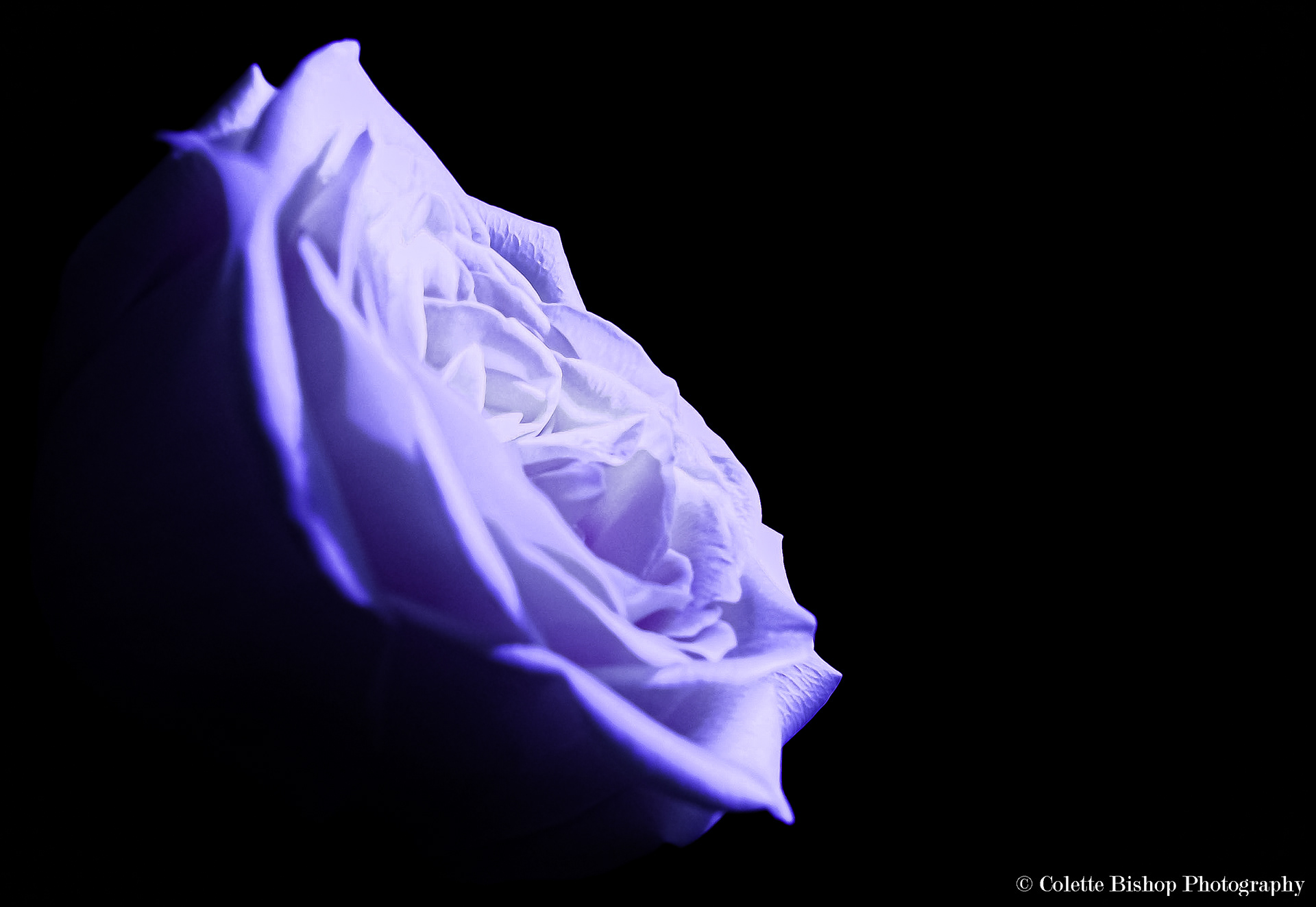 "A Rose in the Morning"