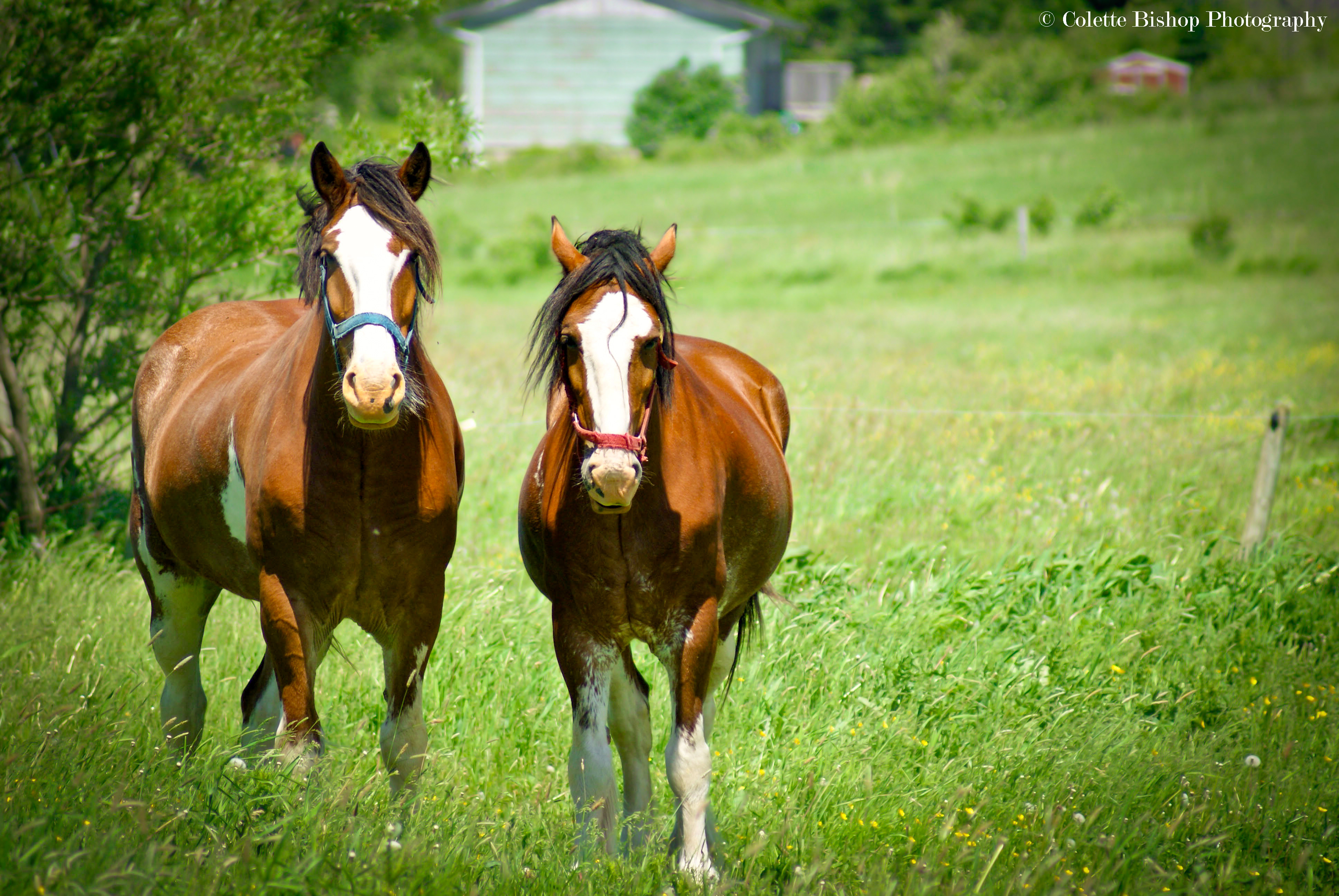 "Horse Power"