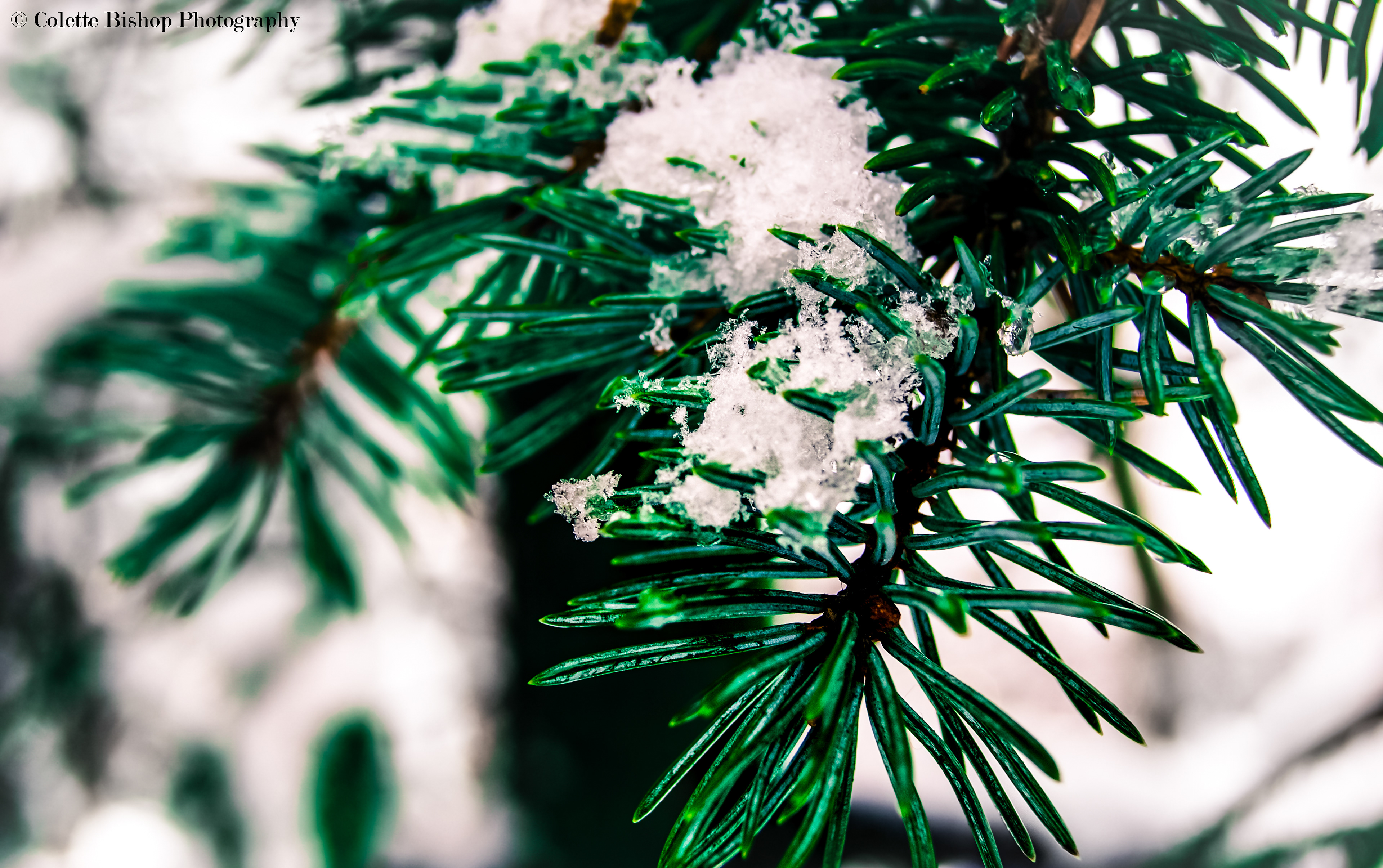 "Pine Needles"